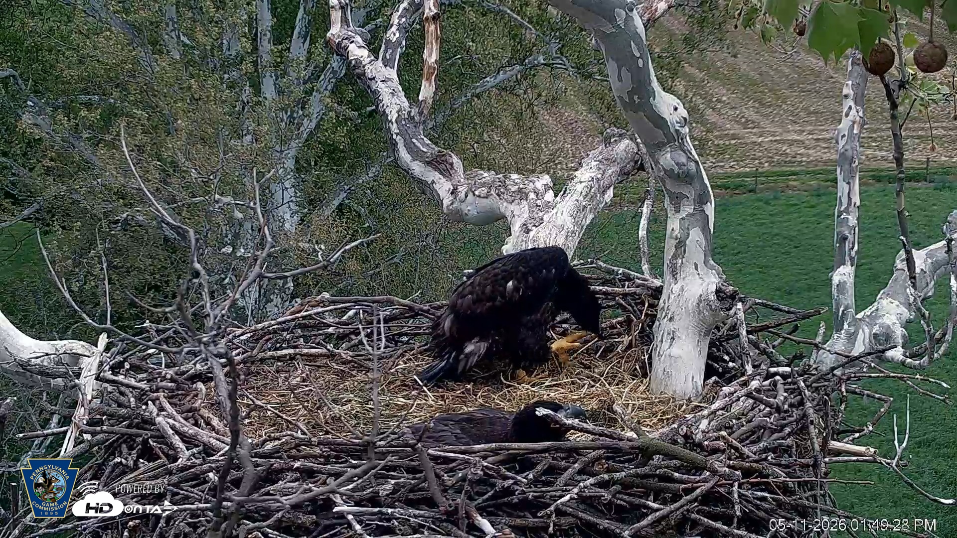 Snapshot of PA Farm Country Eagles Live Cams taken May 11, 2026, 1:50pm EDT