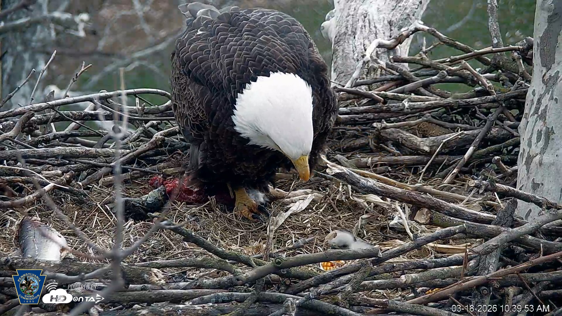 Snapshot of PA Farm Country Eagles Live Cams taken Mar 18, 2026, 10:40am EDT