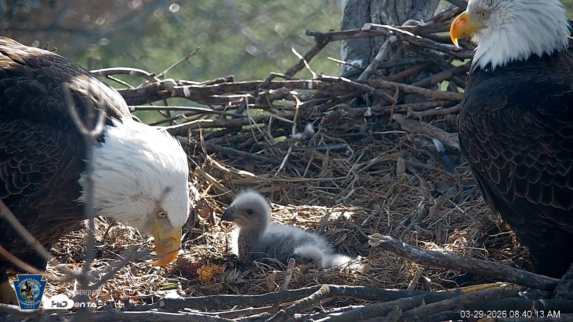 Snapshot of PA Farm Country Eagles Live Cams taken Mar 29, 2026, 8:41am EDT