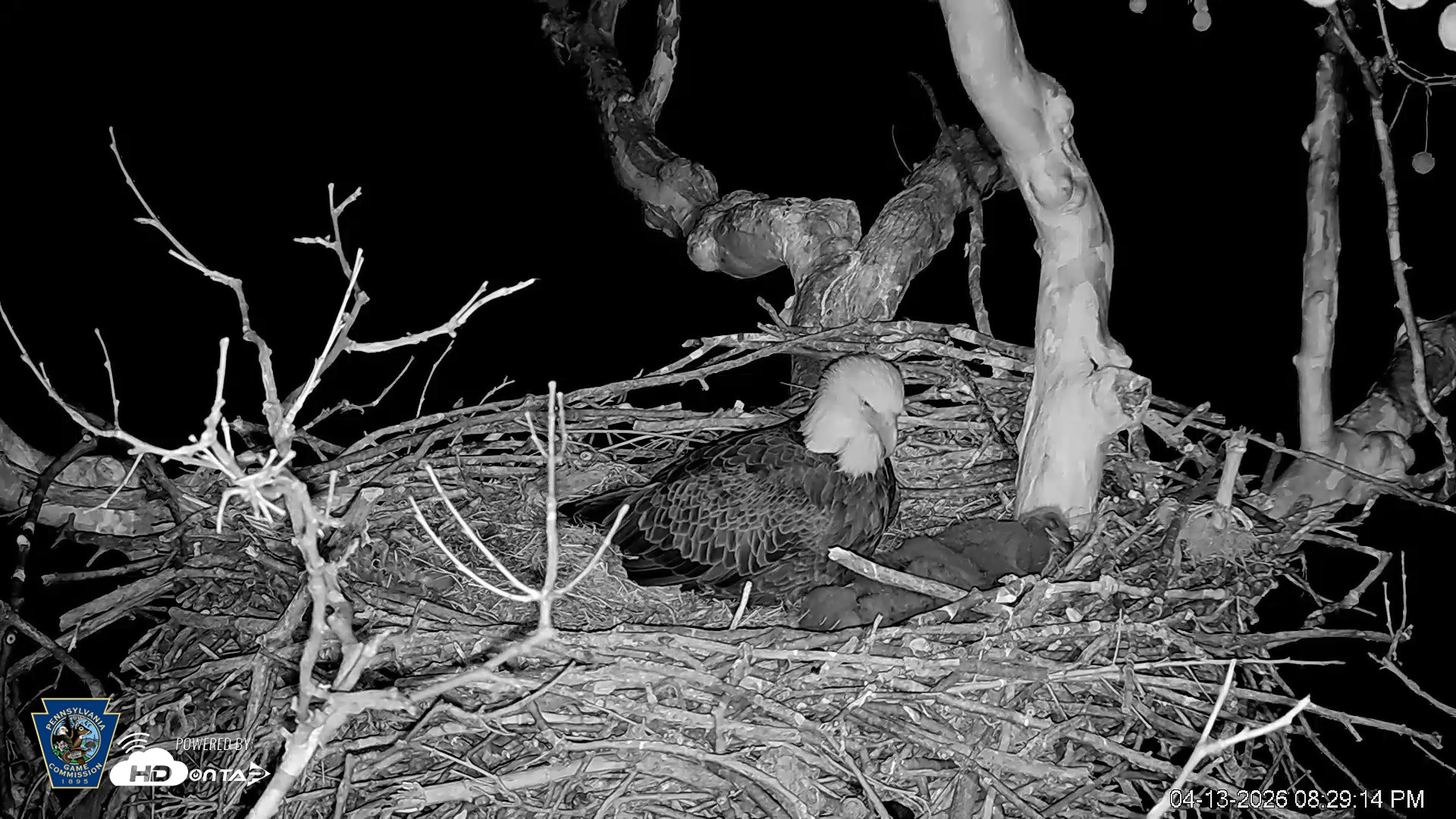 Snapshot of PA Farm Country Eagles Live Cams taken Apr 13, 2026, 8:30pm EDT