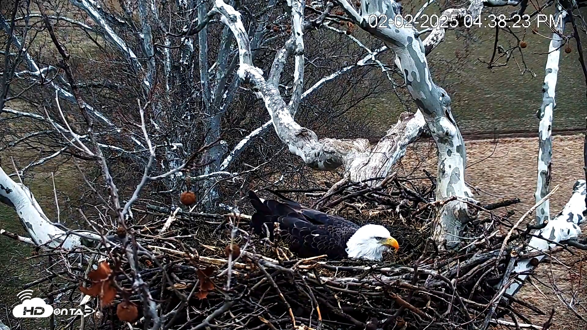 Snapshot of PA Farm Country Eagles Live Cams taken Feb 2, 2025, 4:39pm EST