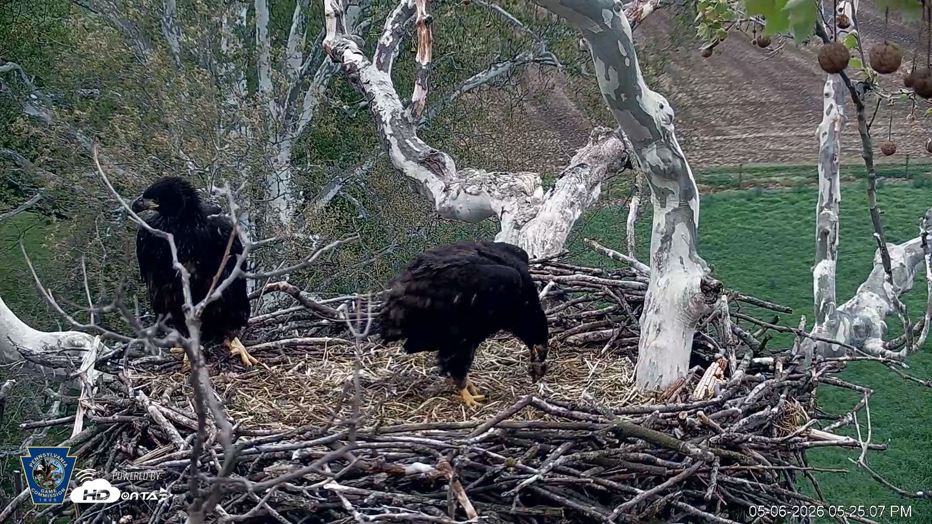 Snapshot of PA Farm Country Eagles Live Cams taken May 6, 2026, 5:25pm EDT