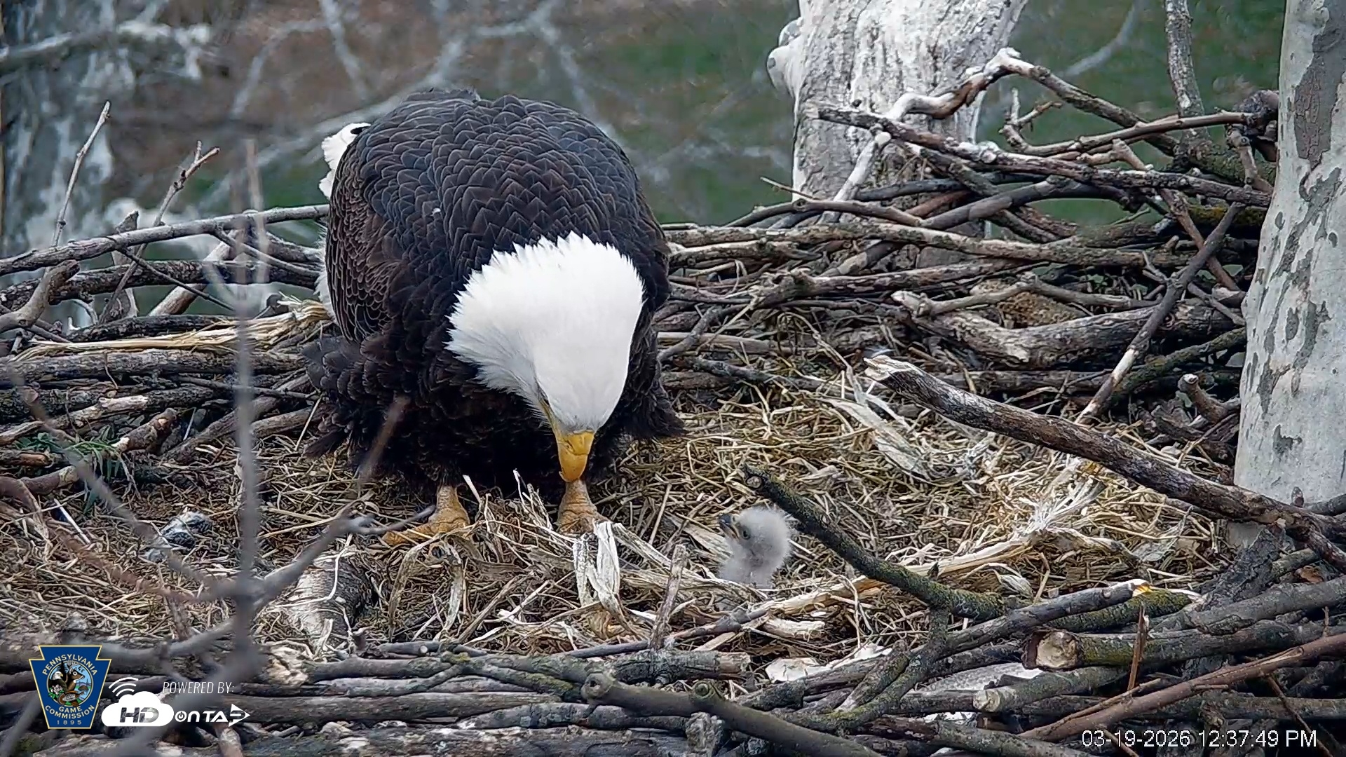 Snapshot of PA Farm Country Eagles Live Cams taken Mar 19, 2026, 12:38pm EDT
