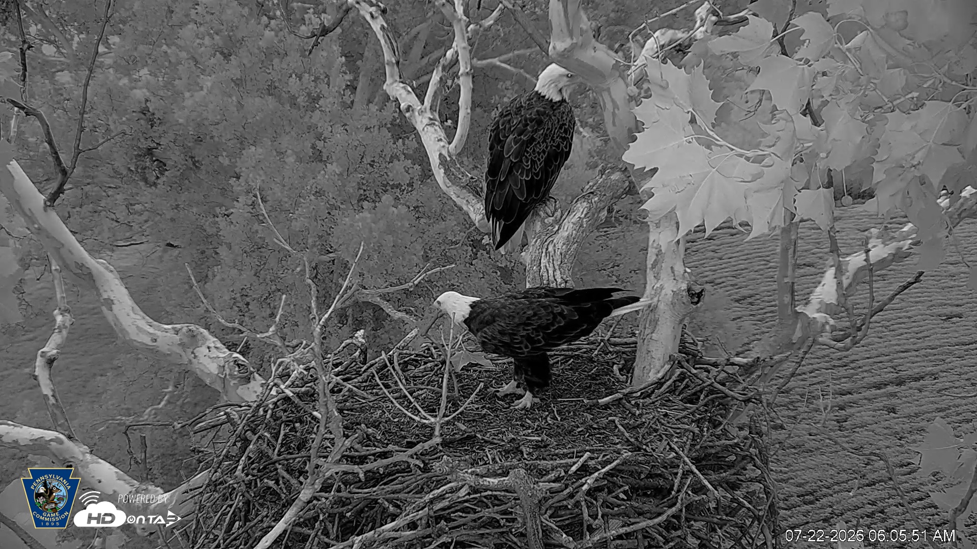 Snapshot of PA Farm Country Eagles Live Cams taken Jul 22, 2026, 6:07am EDT