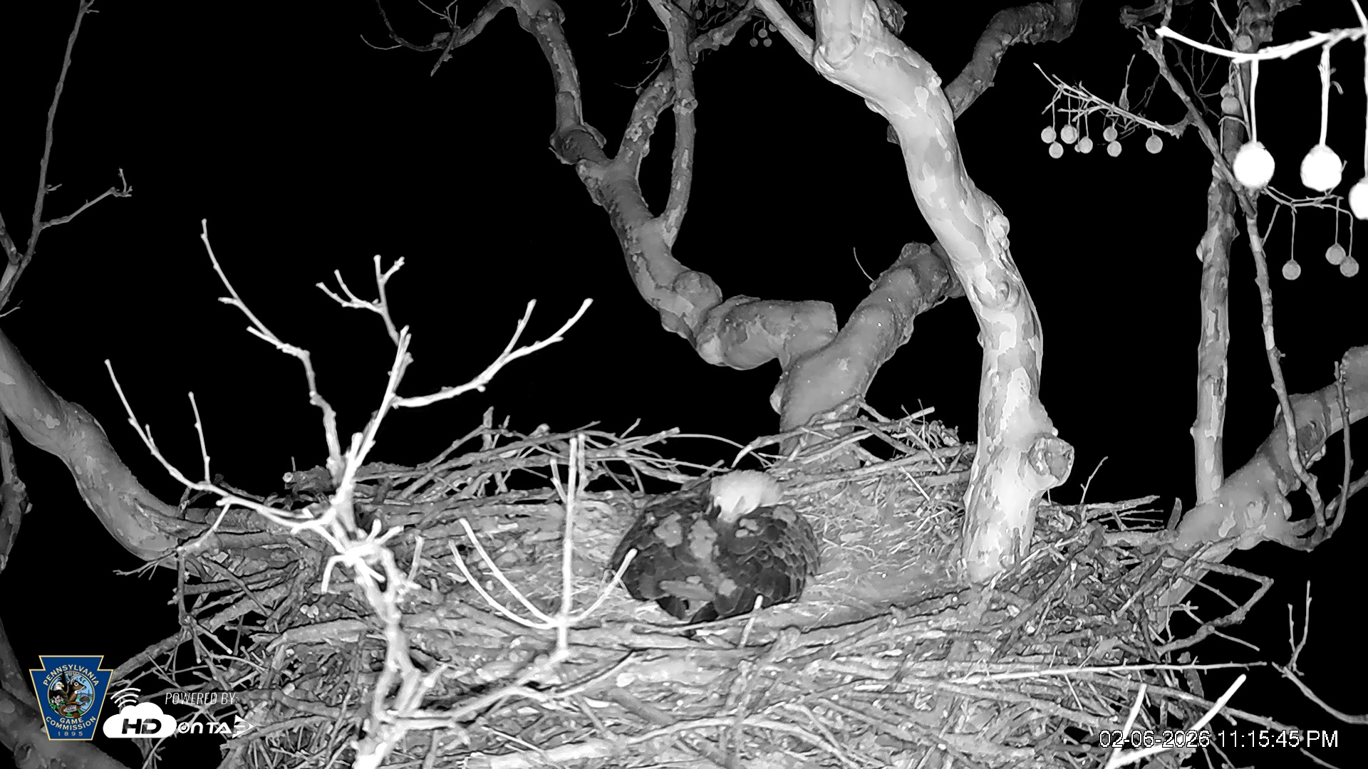 Snapshot of PA Farm Country Eagles Live Cams taken Feb 6, 2026, 11:17pm EST