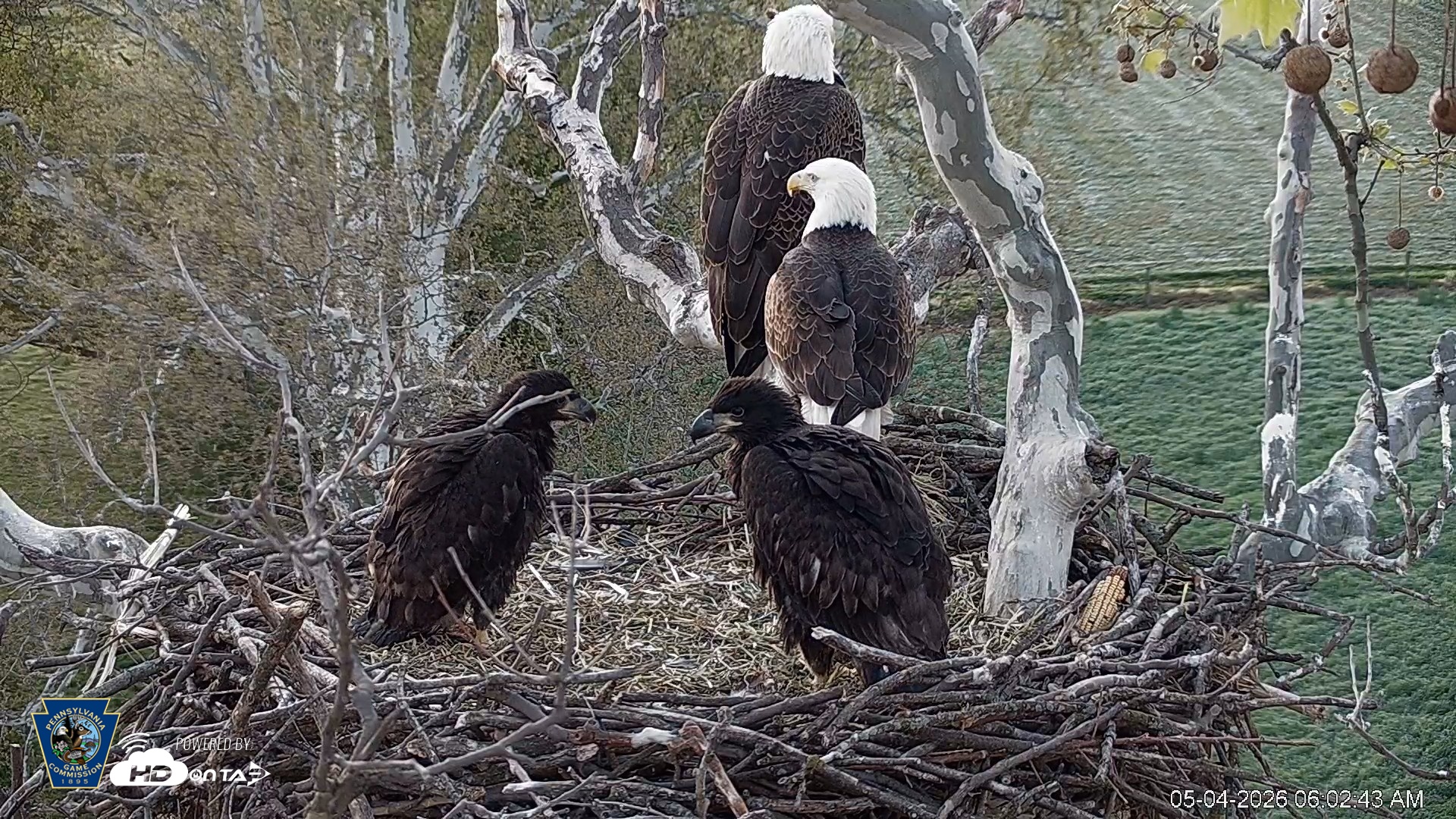 Snapshot of PA Farm Country Eagles Live Cams taken May 4, 2026, 6:03am EDT