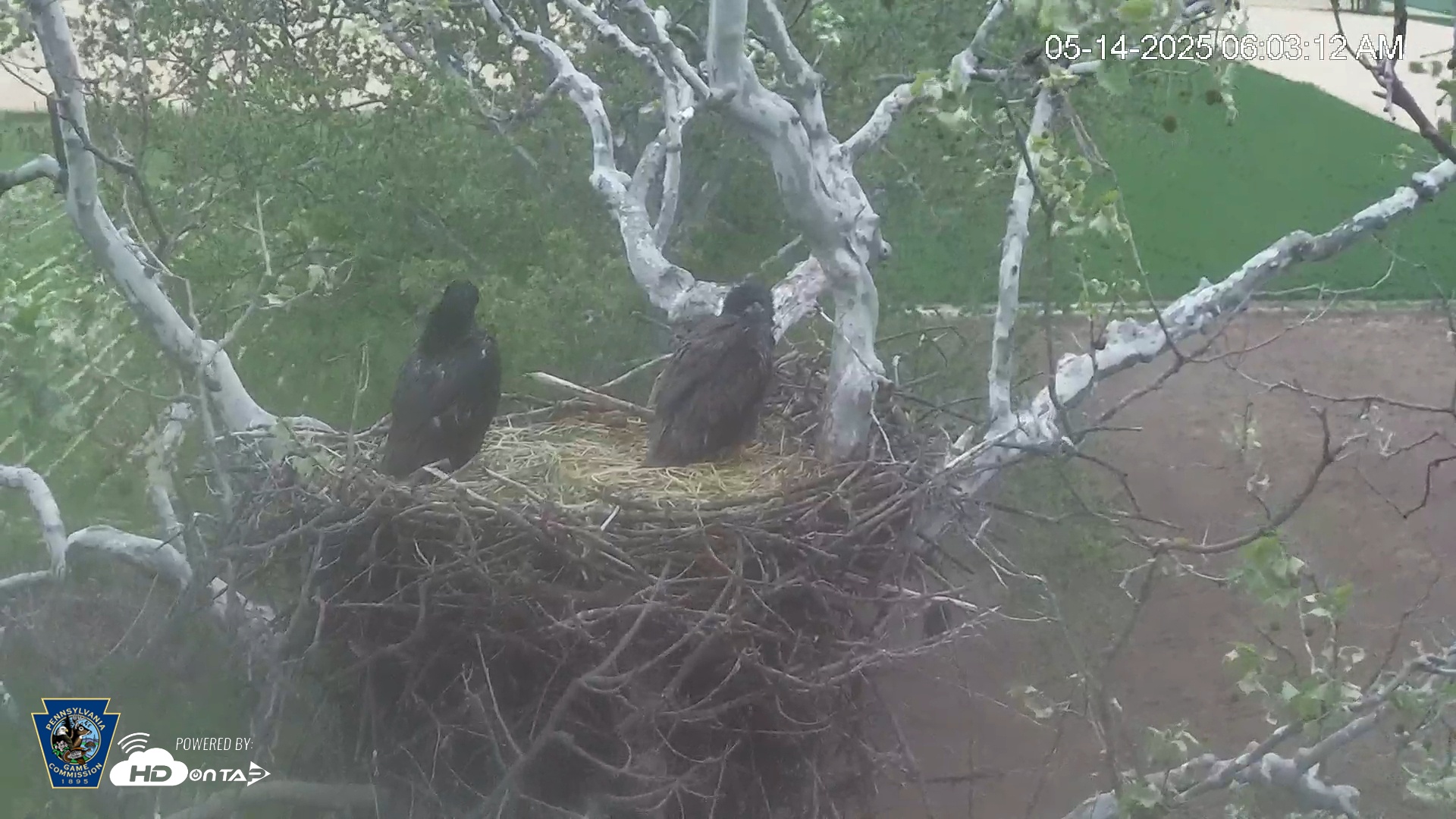 Snapshot of PA Farm Country Eagles Live Cams taken May 14, 2025, 6:03am EDT