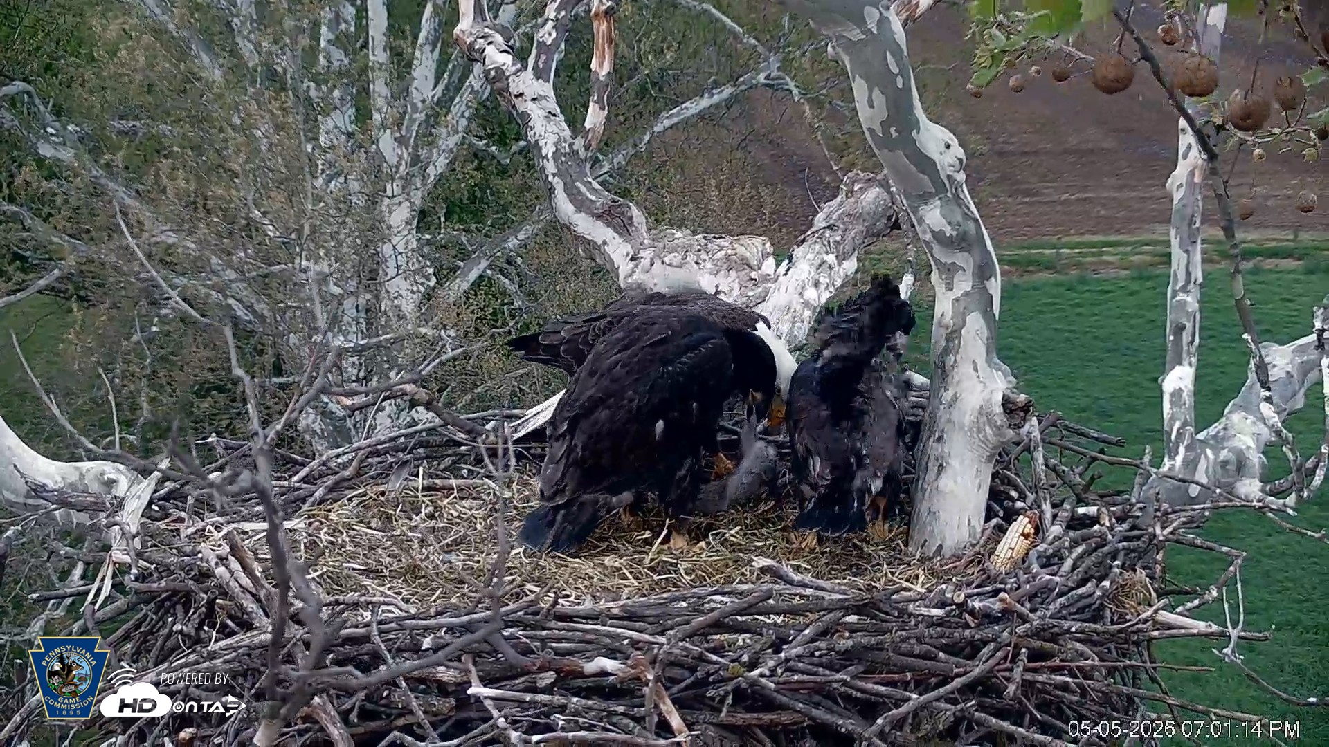 Snapshot of PA Farm Country Eagles Live Cams taken May 5, 2026, 7:01pm EDT