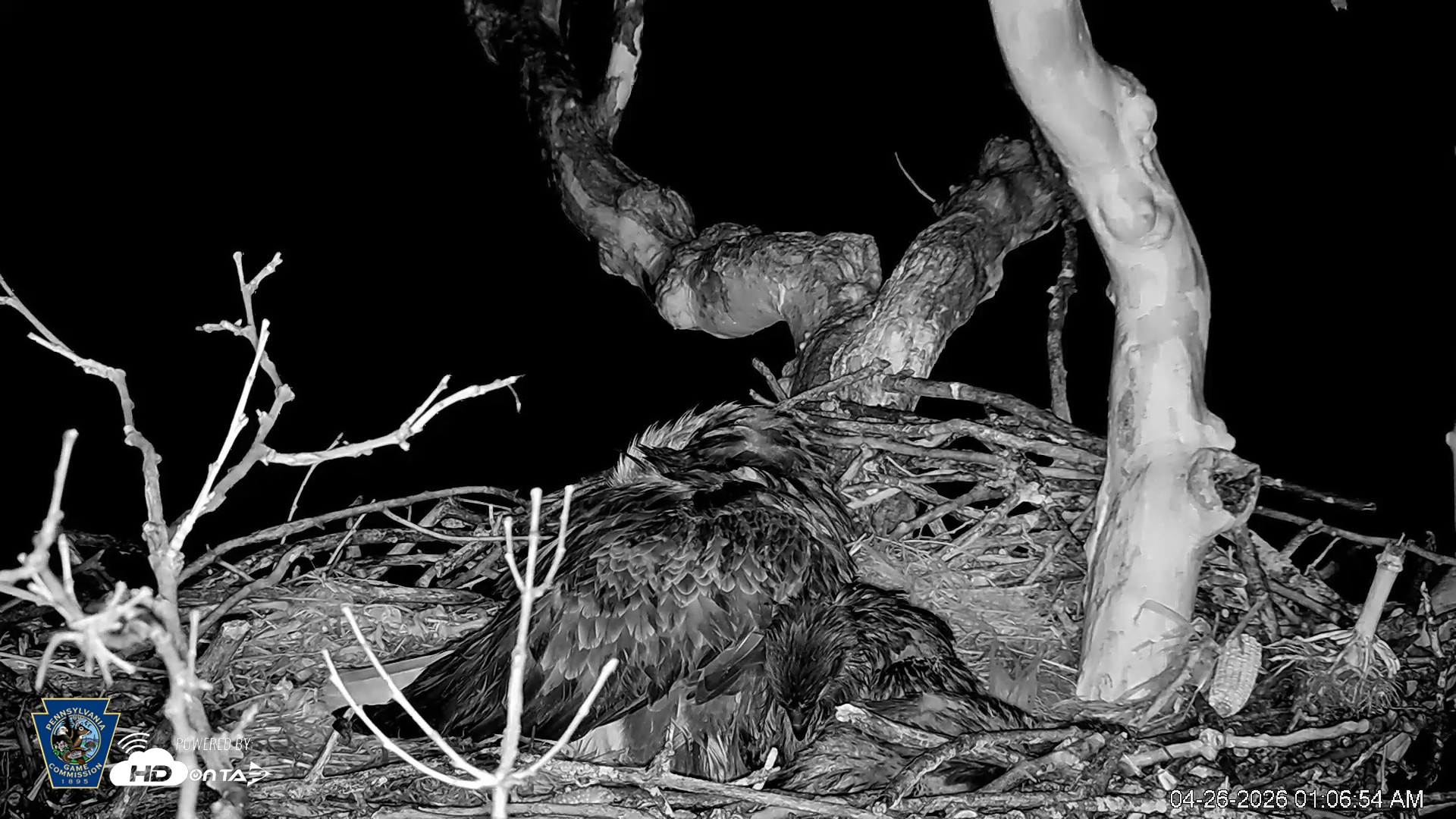 Snapshot of PA Farm Country Eagles Live Cams taken Apr 26, 2026, 1:07am EDT