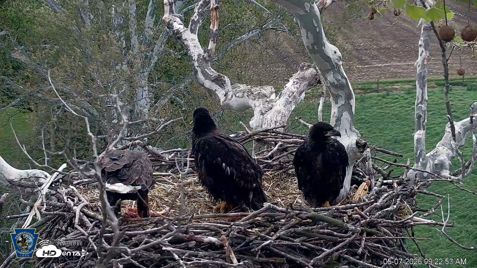 Snapshot of PA Farm Country Eagles Live Cams taken May 7, 2026, 9:23am EDT