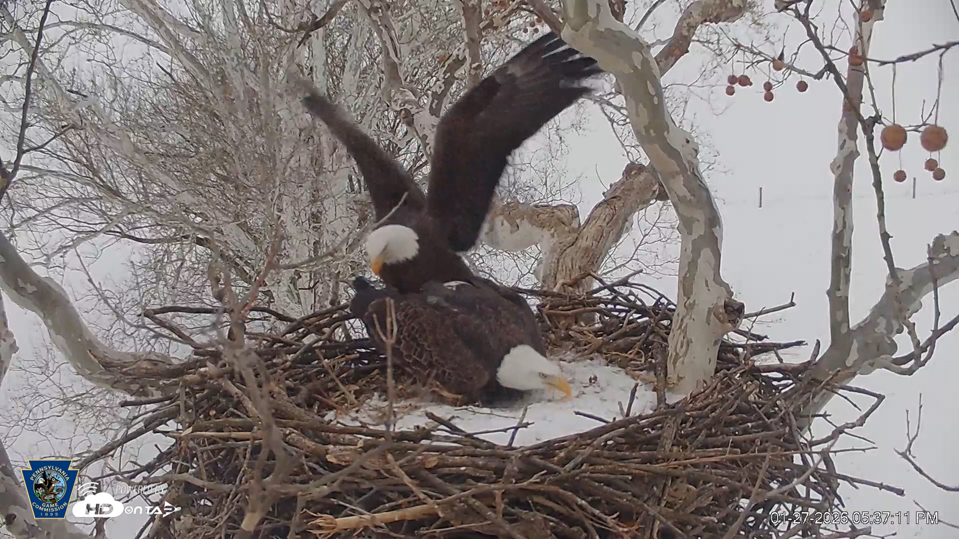 Snapshot of PA Farm Country Eagles Live Cams taken Jan 27, 2026, 5:37pm EST
