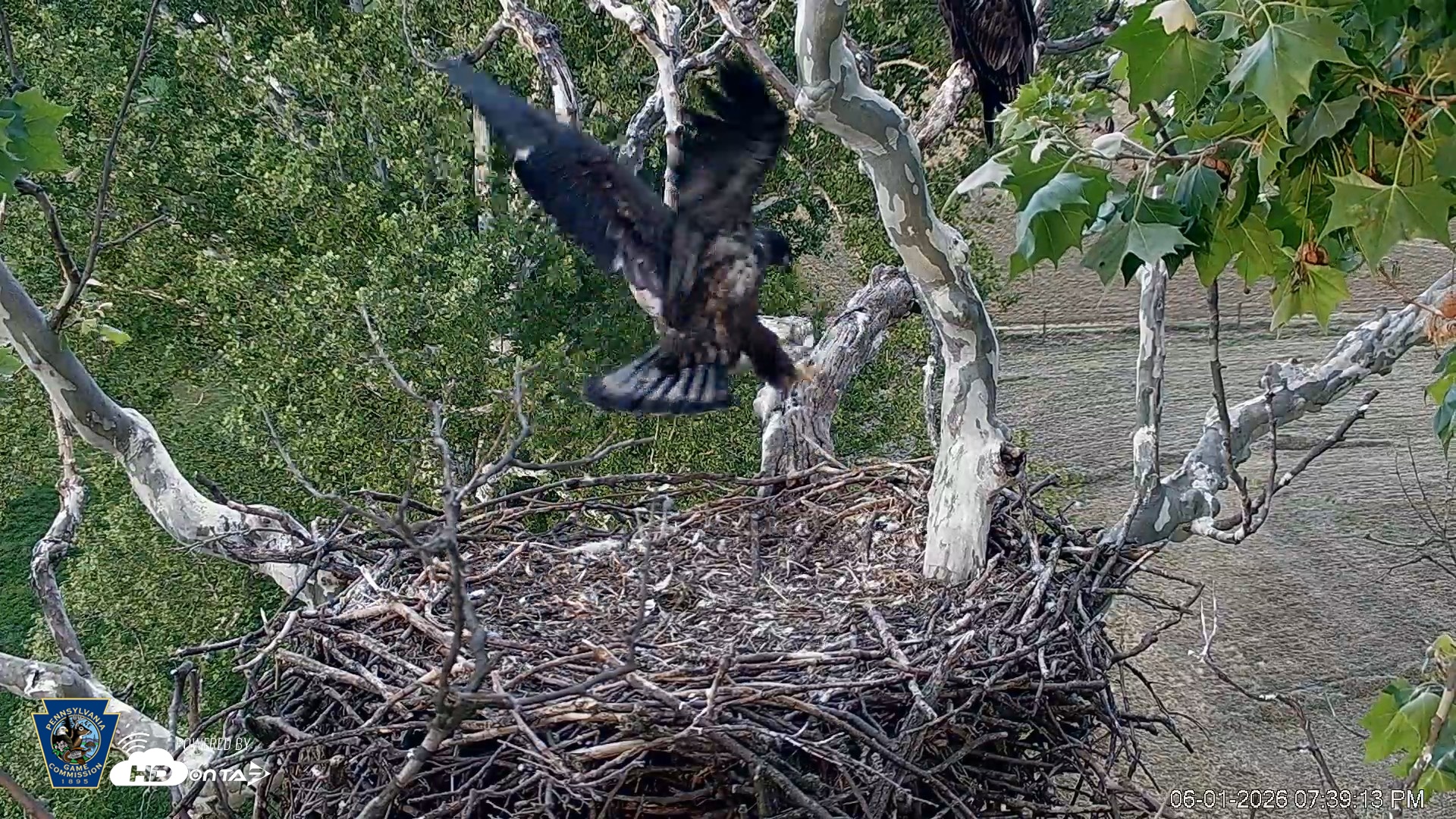 Snapshot of PA Farm Country Eagles Live Cams taken Jun 1, 2026, 7:40pm EDT