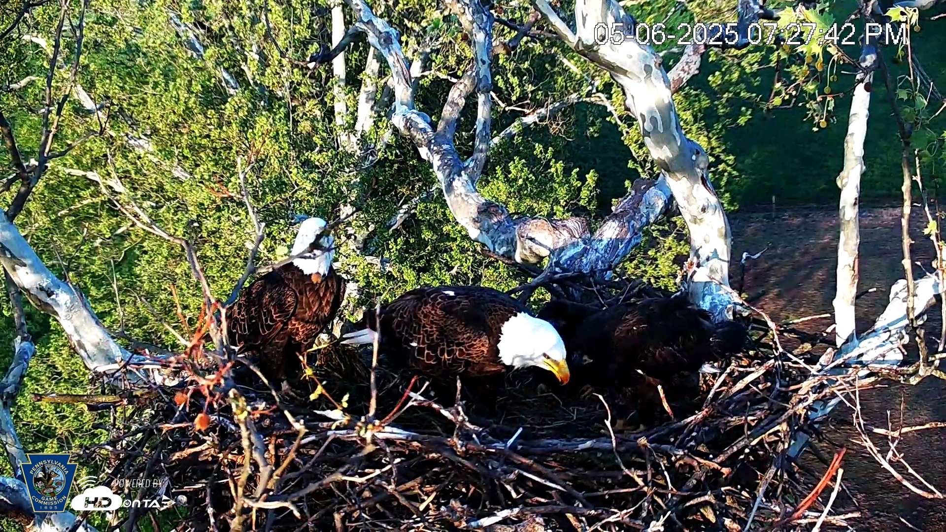 Snapshot of PA Farm Country Eagles Live Cams taken May 6, 2025, 7:28pm EDT