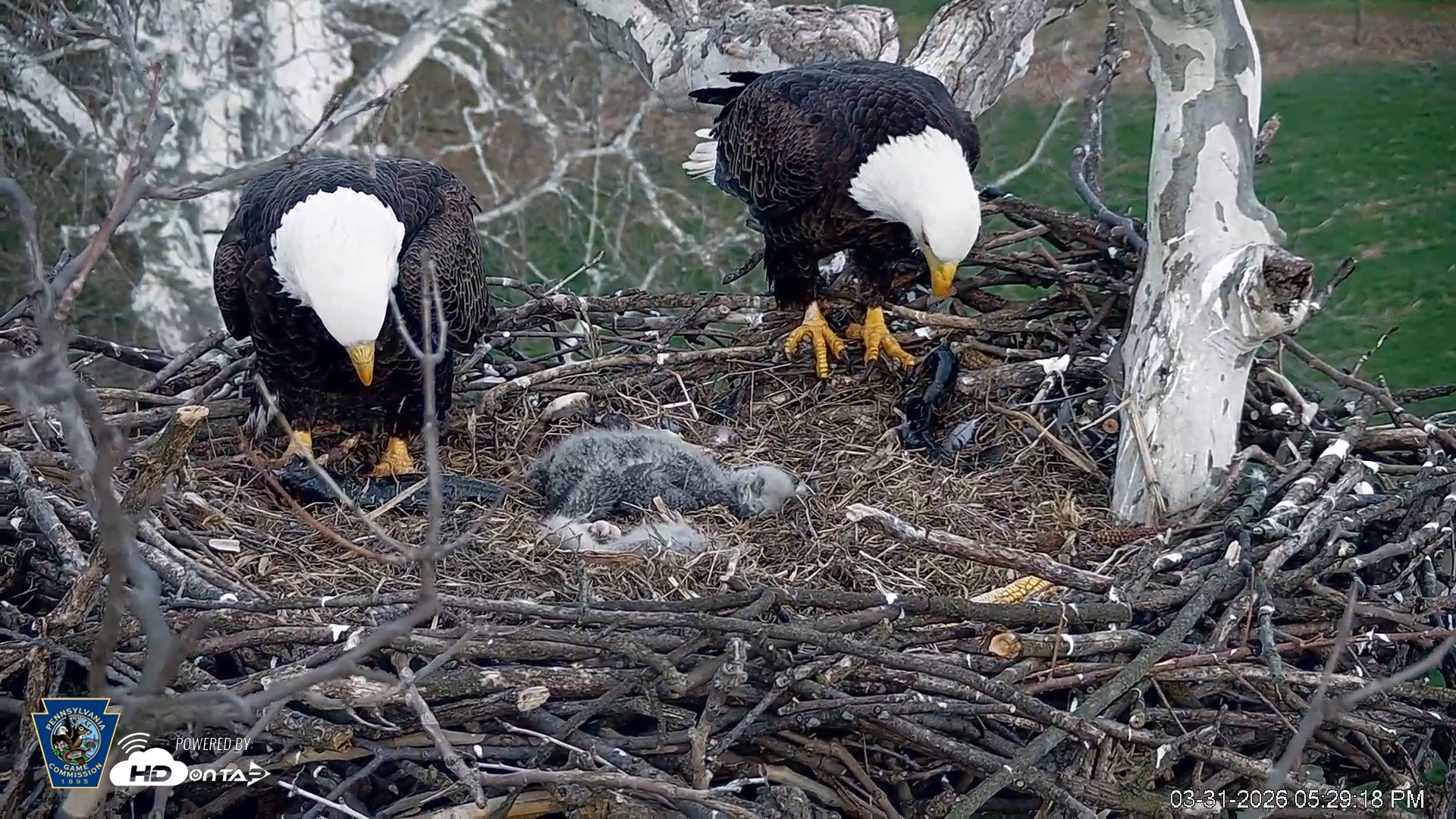 Snapshot of PA Farm Country Eagles Live Cams taken Mar 31, 2026, 5:29pm EDT