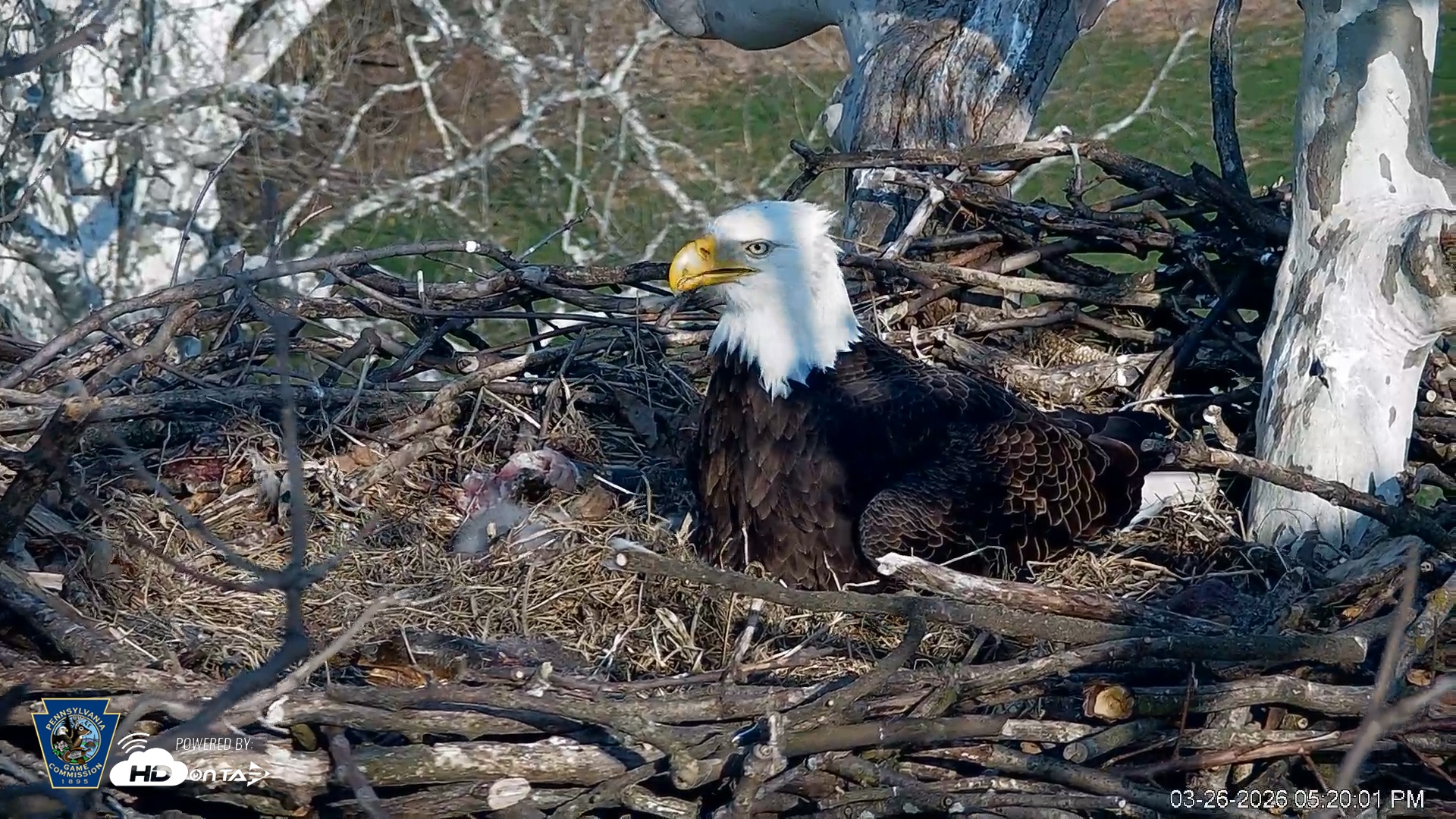 Snapshot of PA Farm Country Eagles Live Cams taken Mar 26, 2026, 5:20pm EDT