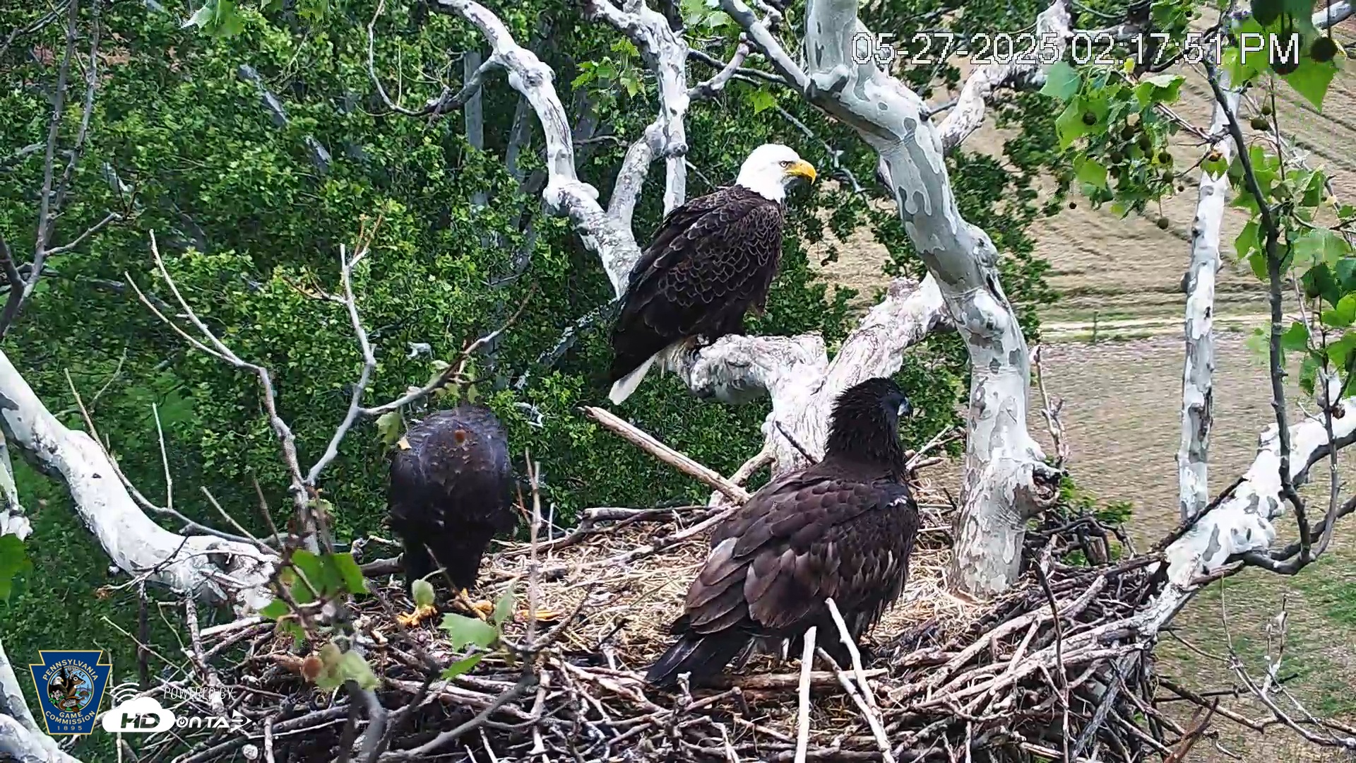 Snapshot of PA Farm Country Eagles Live Cams taken May 27, 2025, 2:18pm EDT