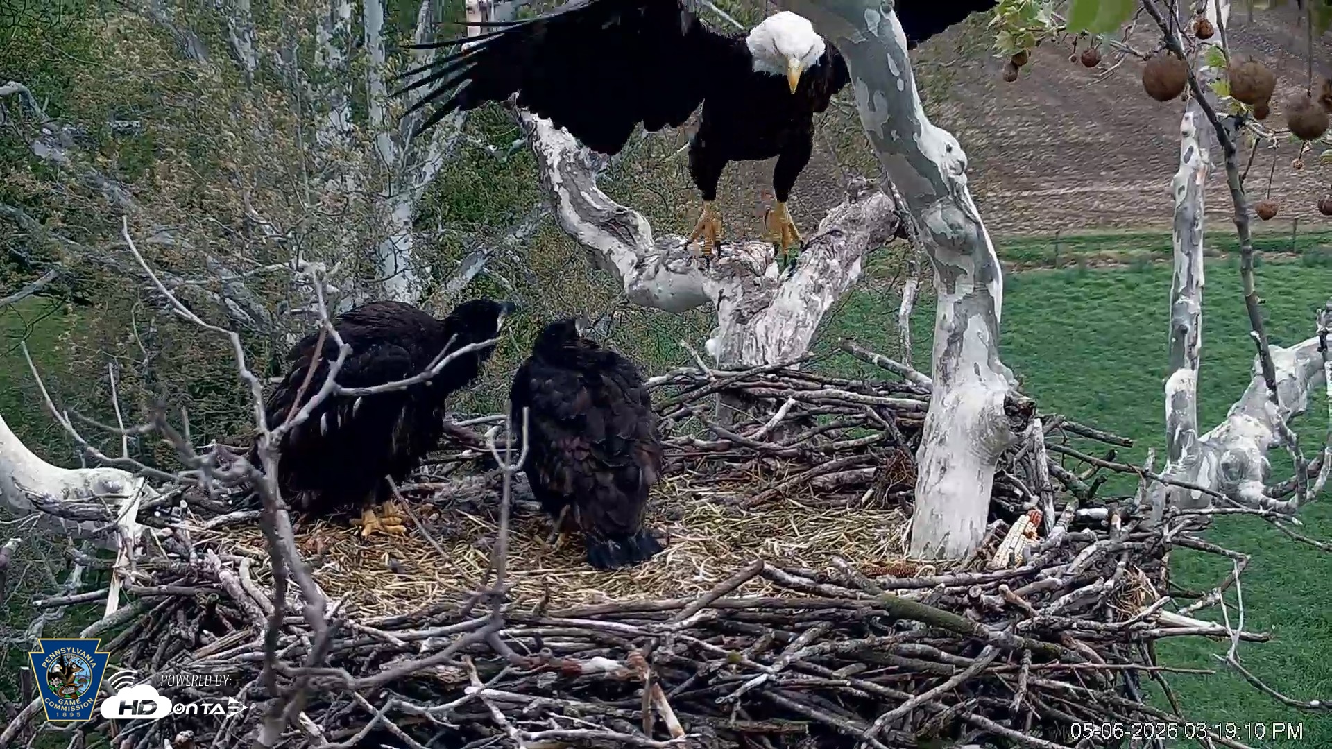 Snapshot of PA Farm Country Eagles Live Cams taken May 6, 2026, 3:19pm EDT