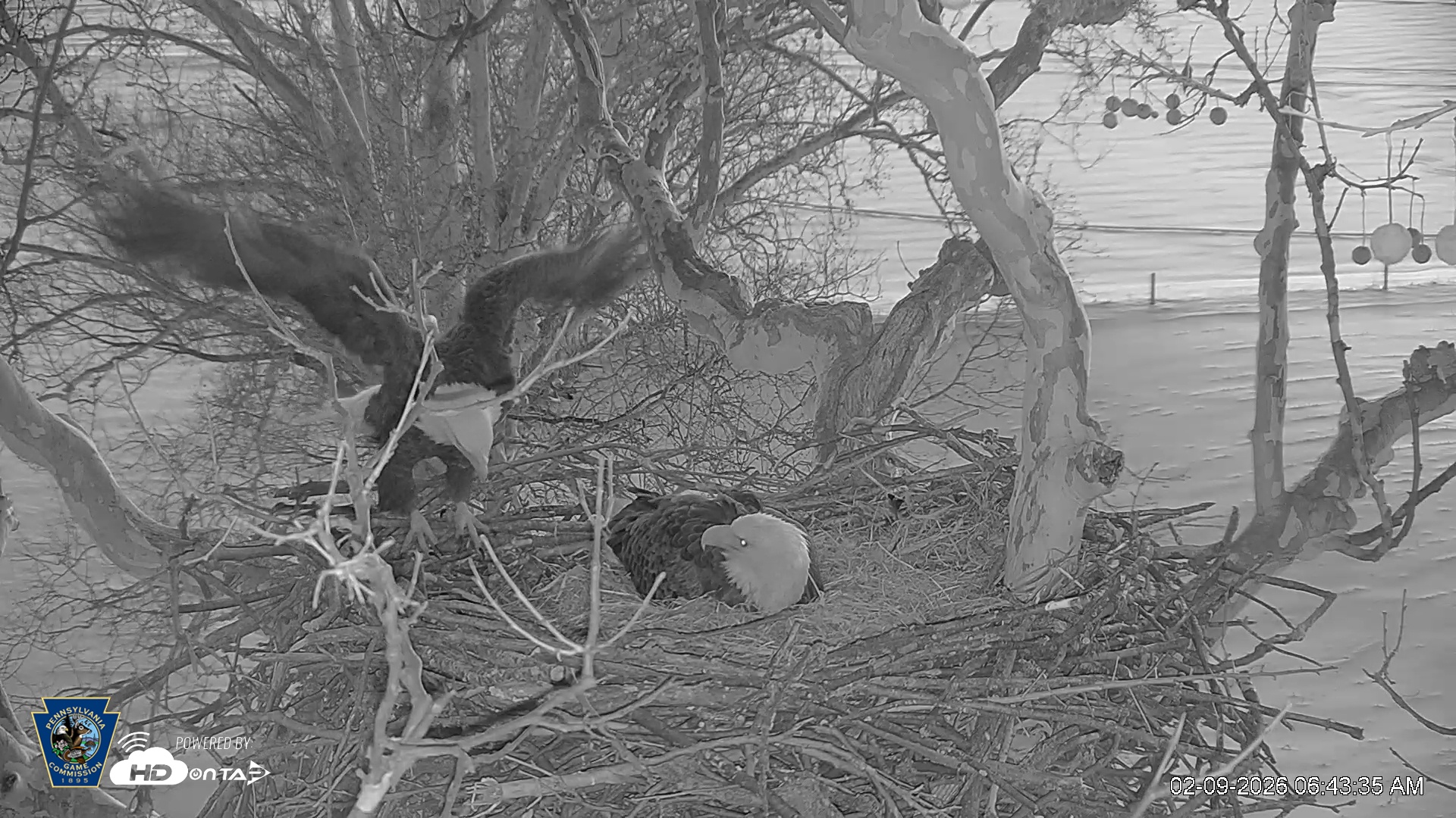 Snapshot of PA Farm Country Eagles Live Cams taken Feb 9, 2026, 6:44am EST