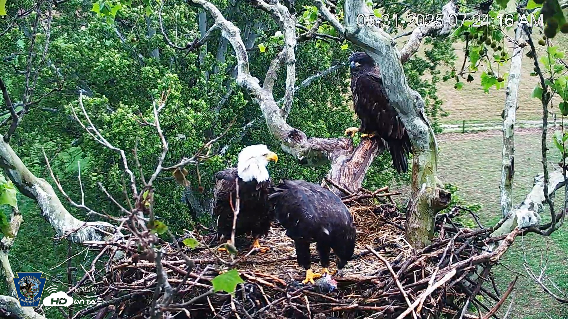 Snapshot of PA Farm Country Eagles Live Cams taken May 31, 2025, 7:25am EDT