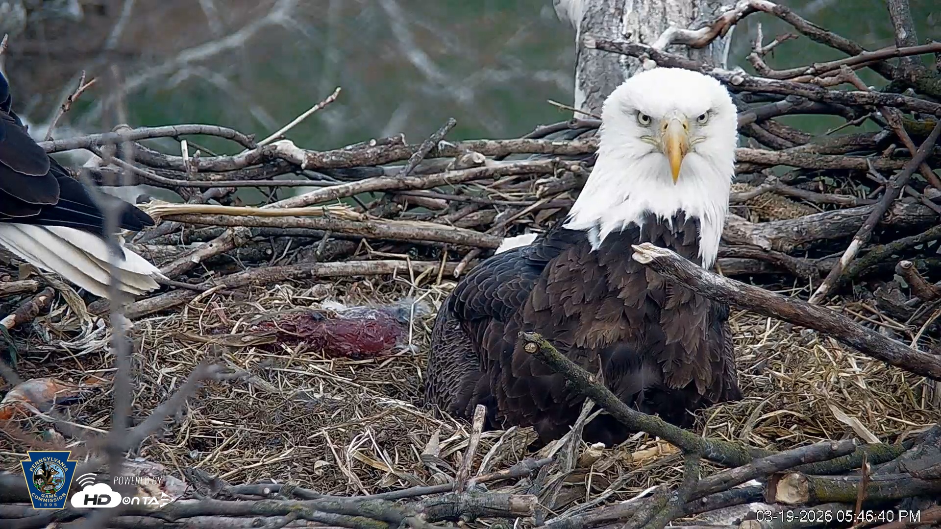 Snapshot of PA Farm Country Eagles Live Cams taken Mar 19, 2026, 5:47pm EDT