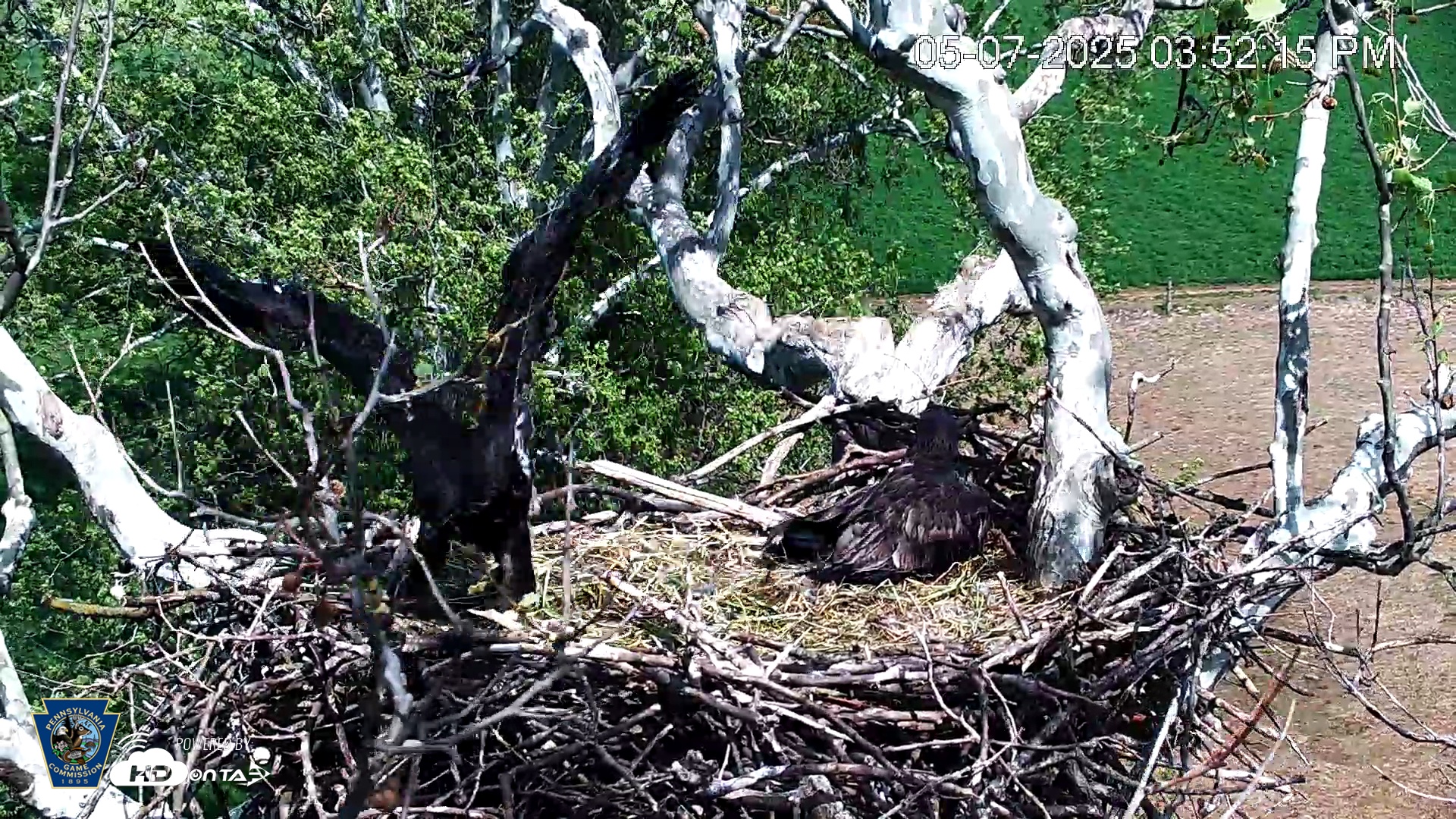 Snapshot of PA Farm Country Eagles Live Cams taken May 7, 2025, 3:53pm EDT