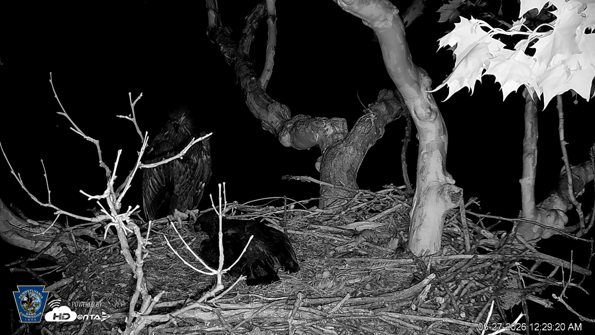 Snapshot of PA Farm Country Eagles Live Cams taken May 27, 2026, 12:30am EDT