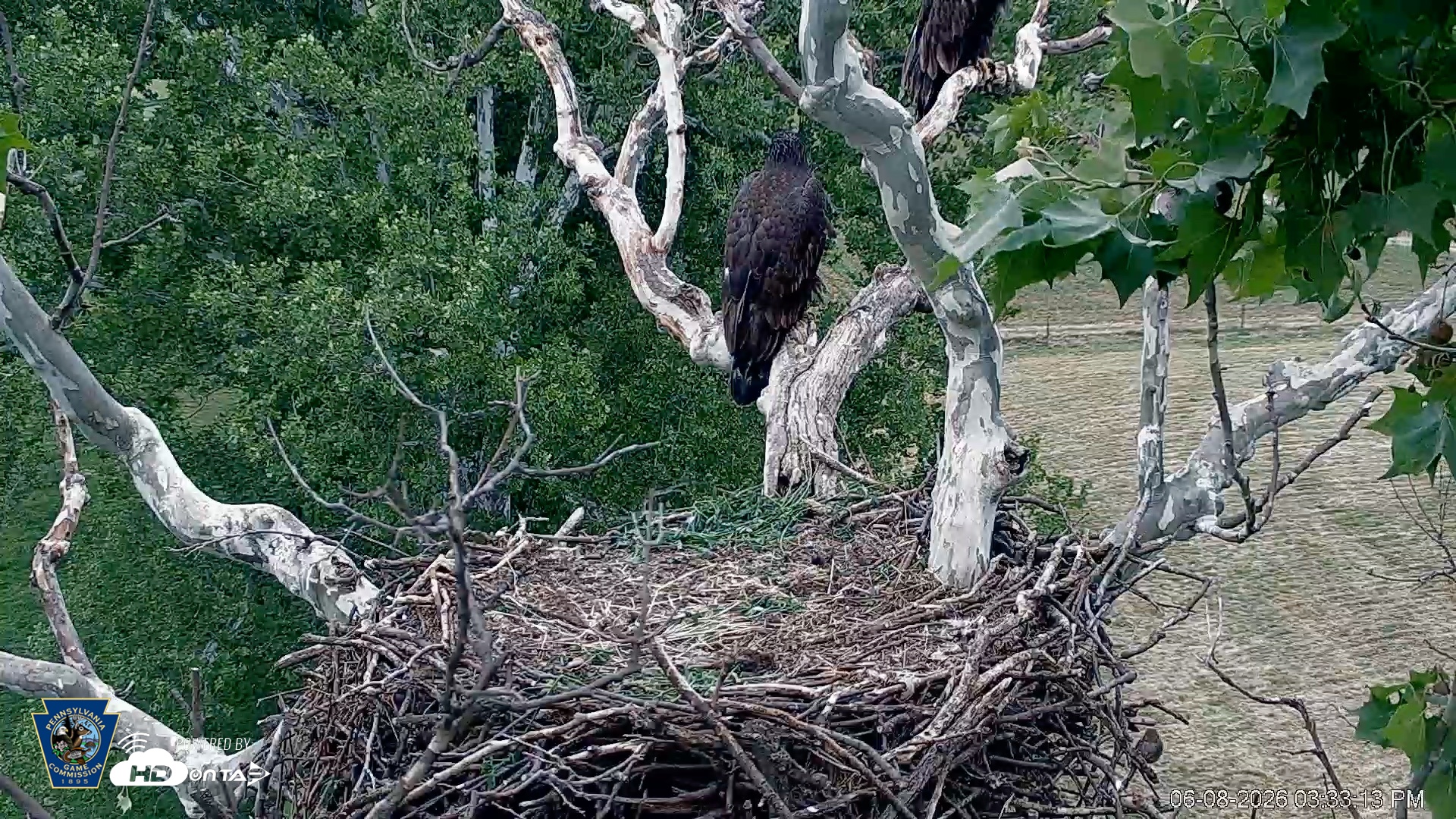 Snapshot of PA Farm Country Eagles Live Cams taken Jun 8, 2026, 3:34pm EDT