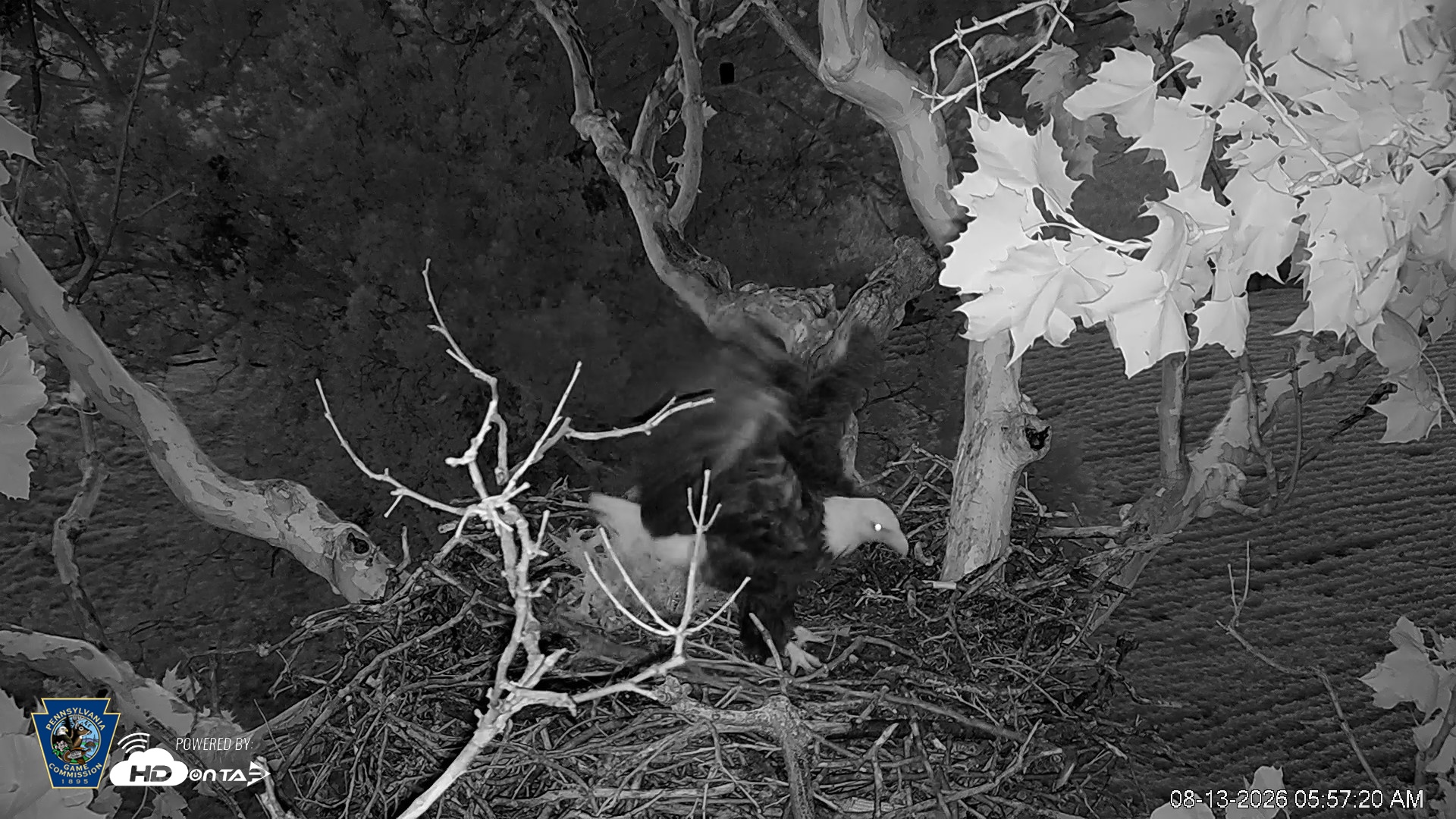 Snapshot of PA Farm Country Eagles Live Cams taken Aug 13, 2026, 5:58am EDT