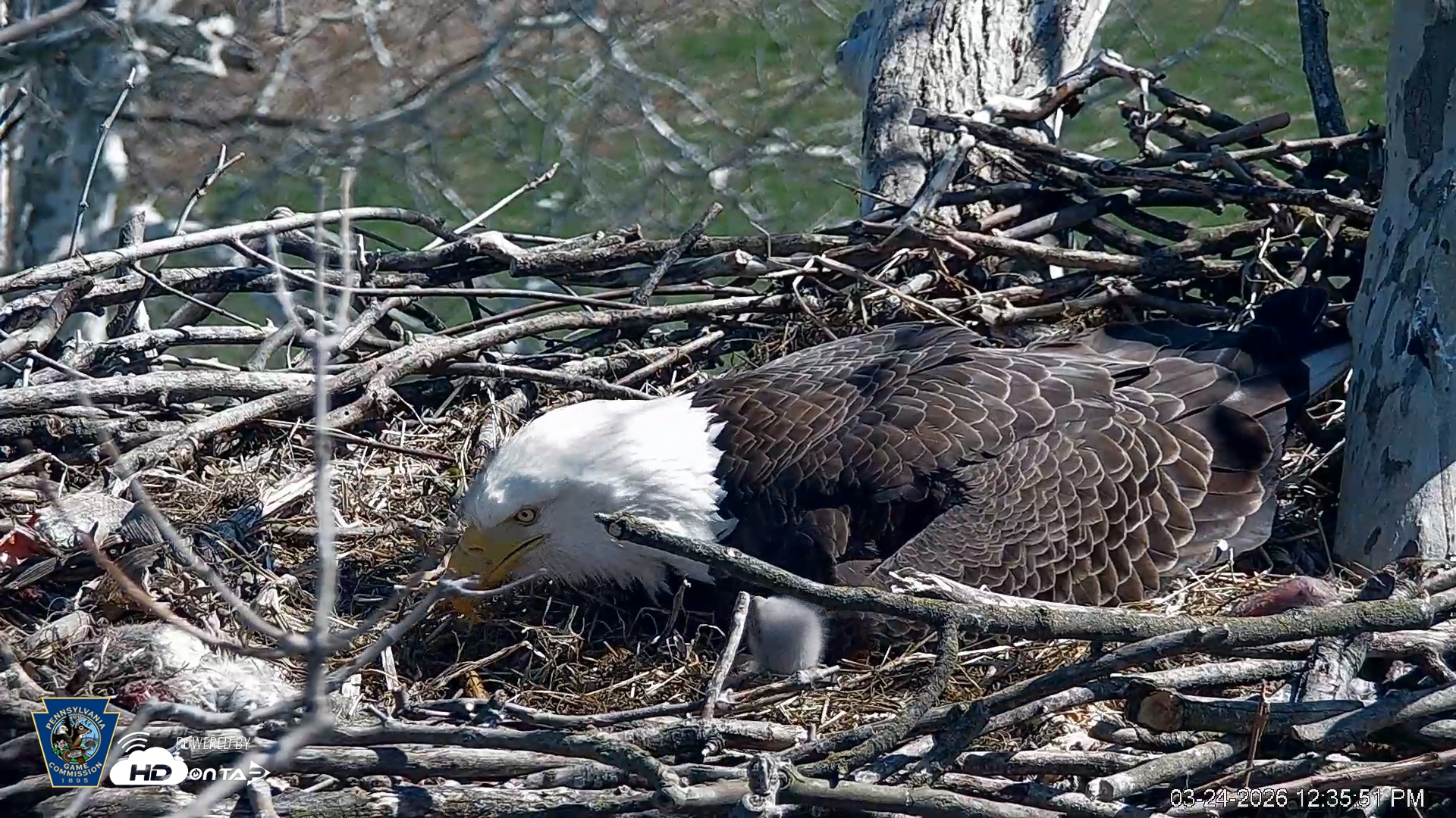 Snapshot of PA Farm Country Eagles Live Cams taken Mar 24, 2026, 12:36pm EDT