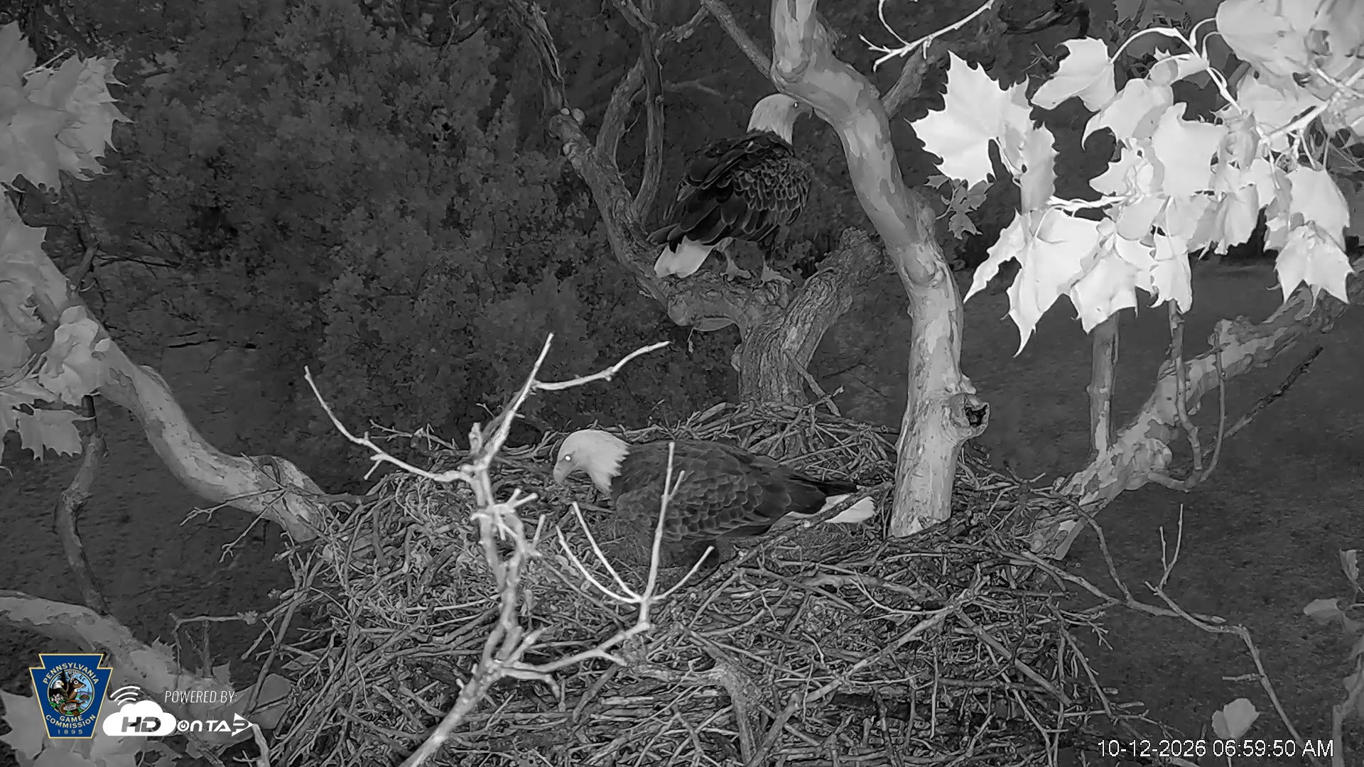 Snapshot of PA Farm Country Eagles Live Cams taken Oct 12, 2026, 7:00am EDT