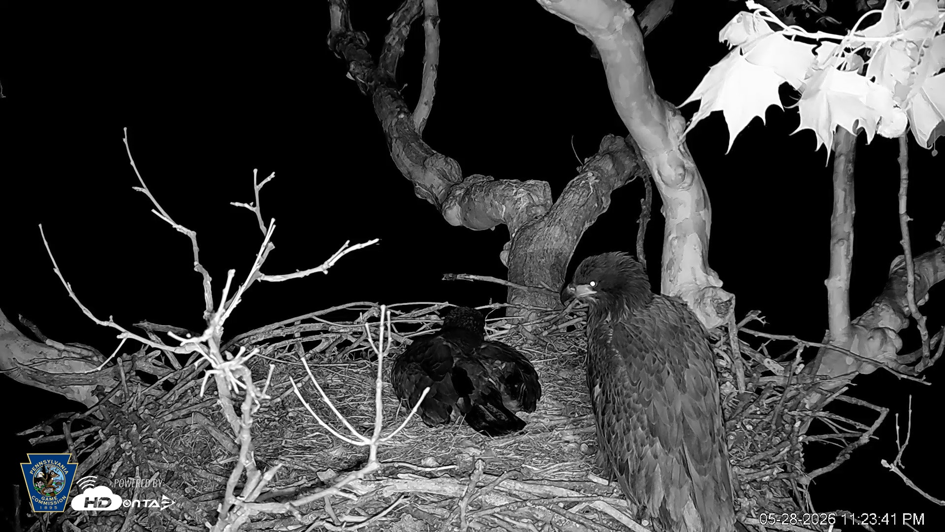 Snapshot of PA Farm Country Eagles Live Cams taken May 28, 2026, 11:24pm EDT