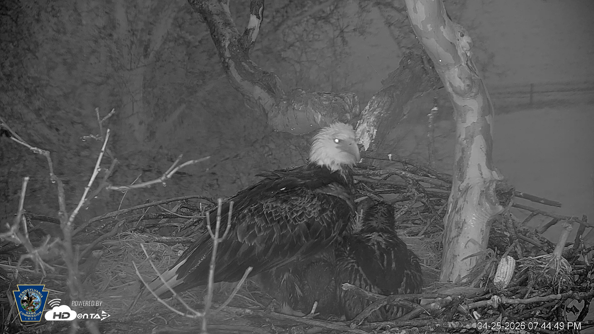 Snapshot of PA Farm Country Eagles Live Cams taken Apr 25, 2026, 7:45pm EDT