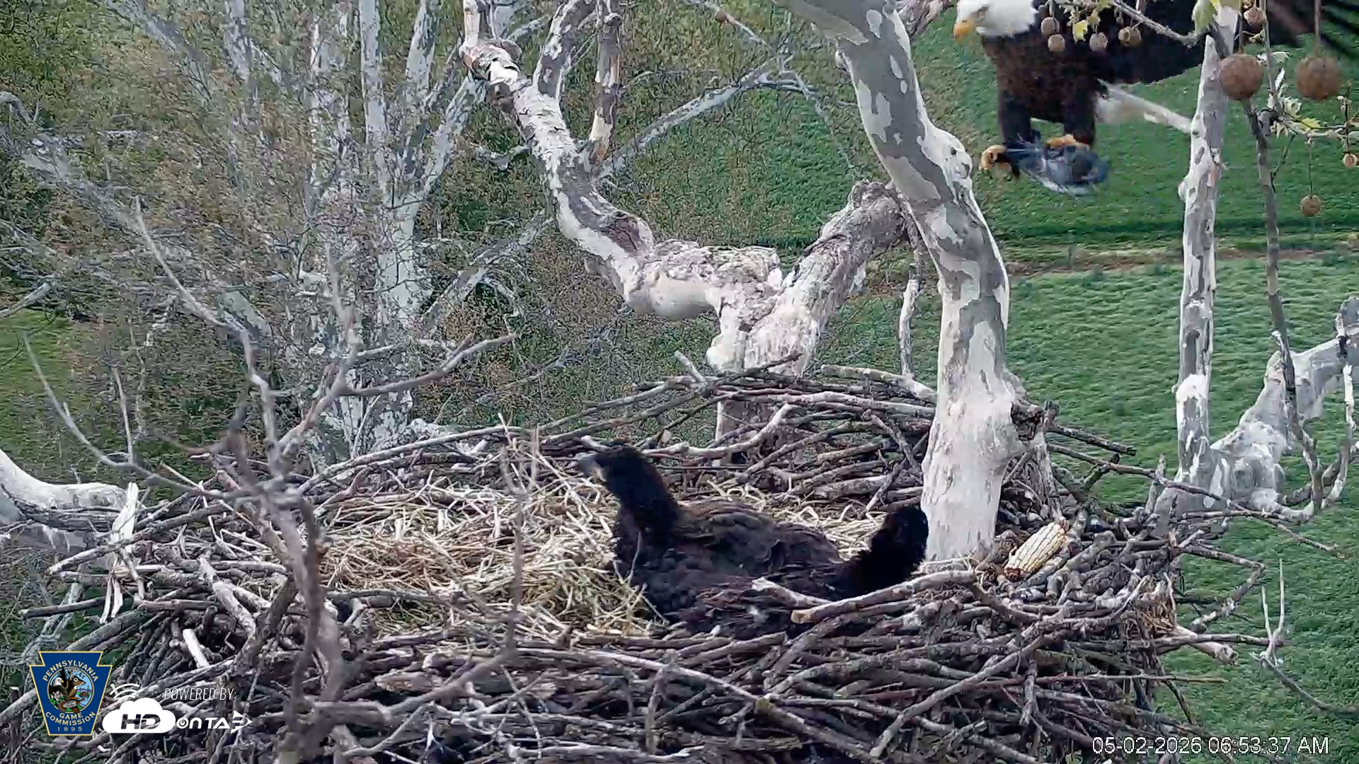 Snapshot of PA Farm Country Eagles Live Cams taken May 2, 2026, 6:55am EDT