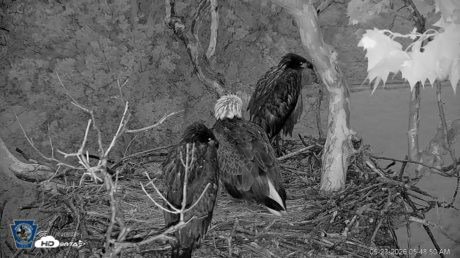 Snapshot of PA Farm Country Eagles Live Cams taken May 23, 2026, 5:50am EDT
