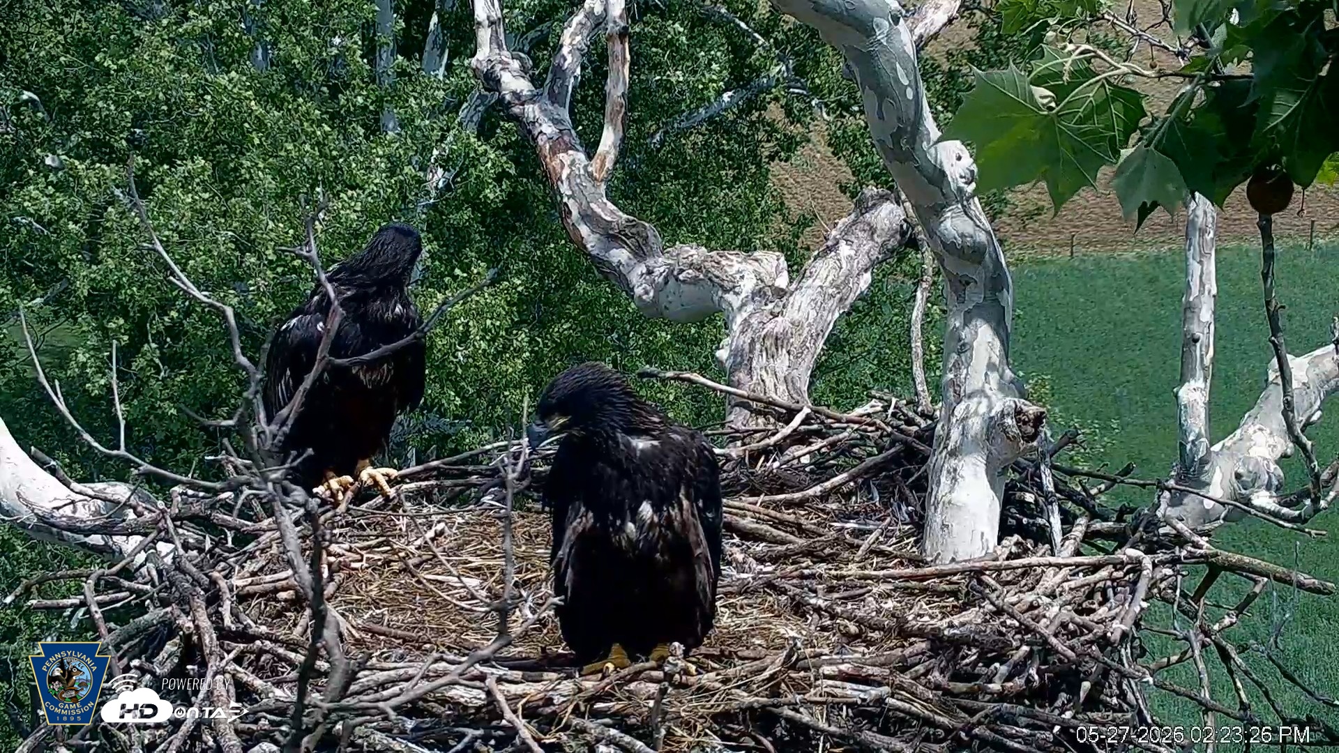 Snapshot of PA Farm Country Eagles Live Cams taken May 27, 2026, 2:24pm EDT