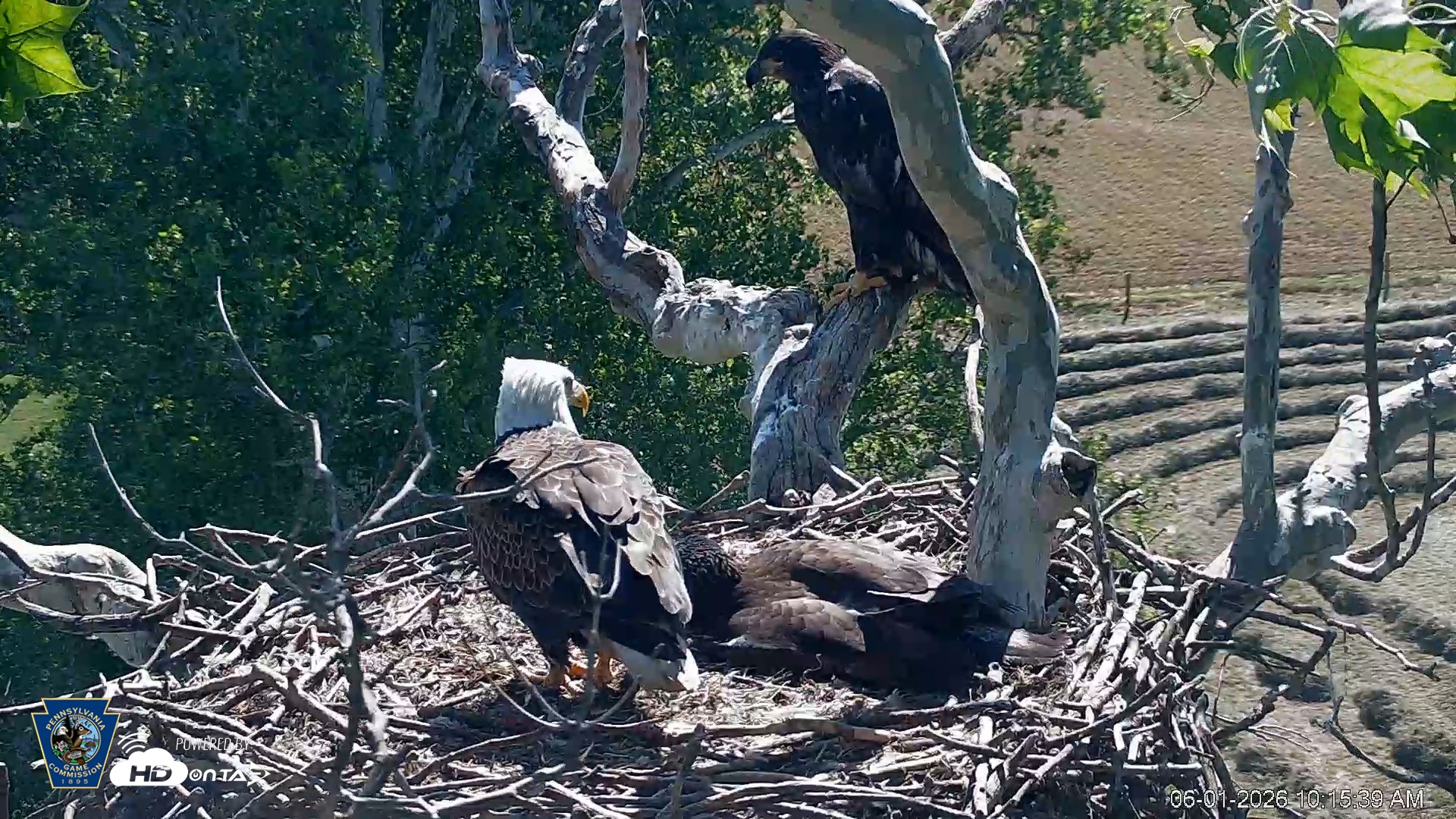 Snapshot of PA Farm Country Eagles Live Cams taken Jun 1, 2026, 10:16am EDT