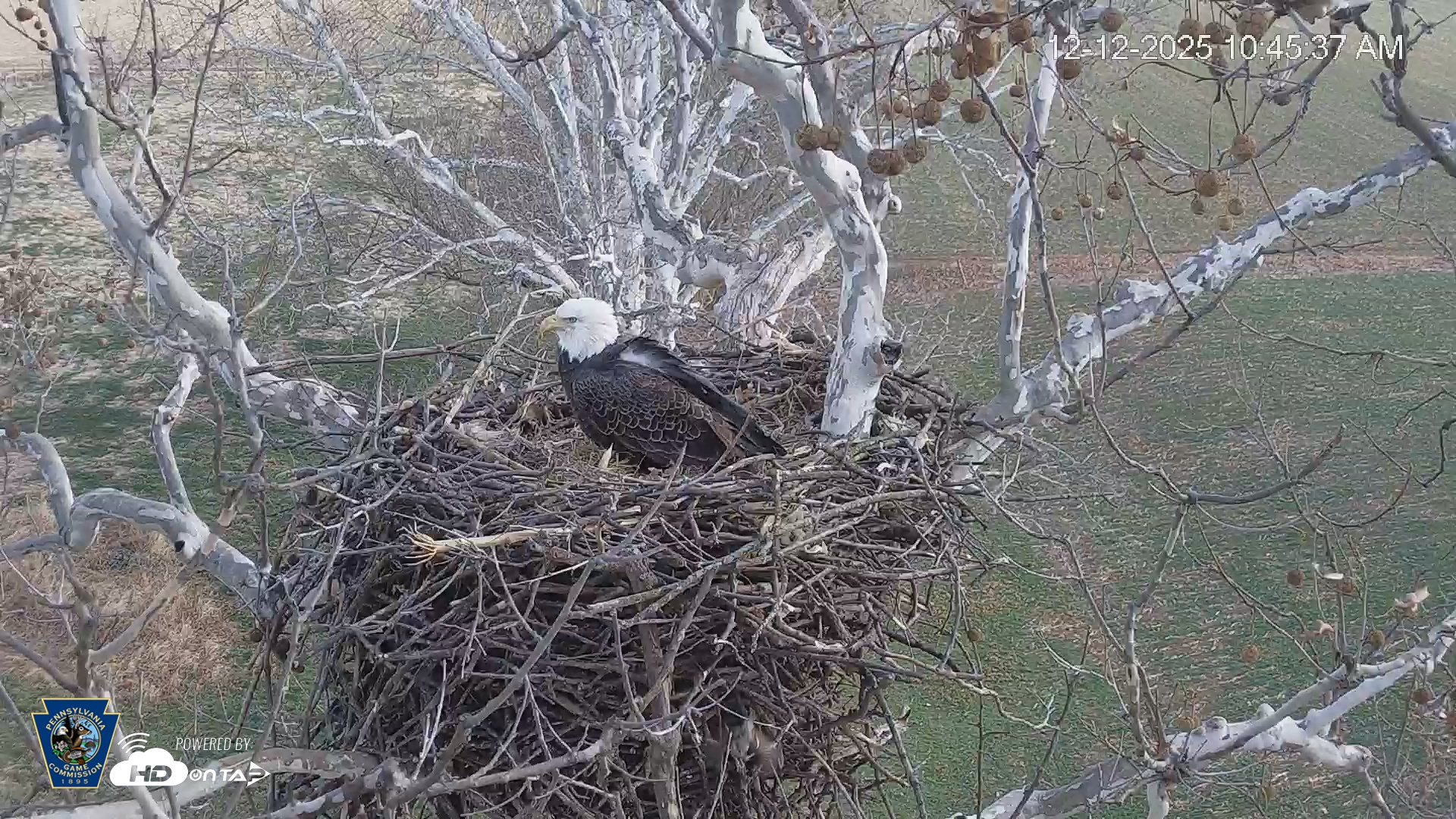 Snapshot of PA Farm Country Eagles Live Cams taken Dec 12, 2025, 10:46am EST