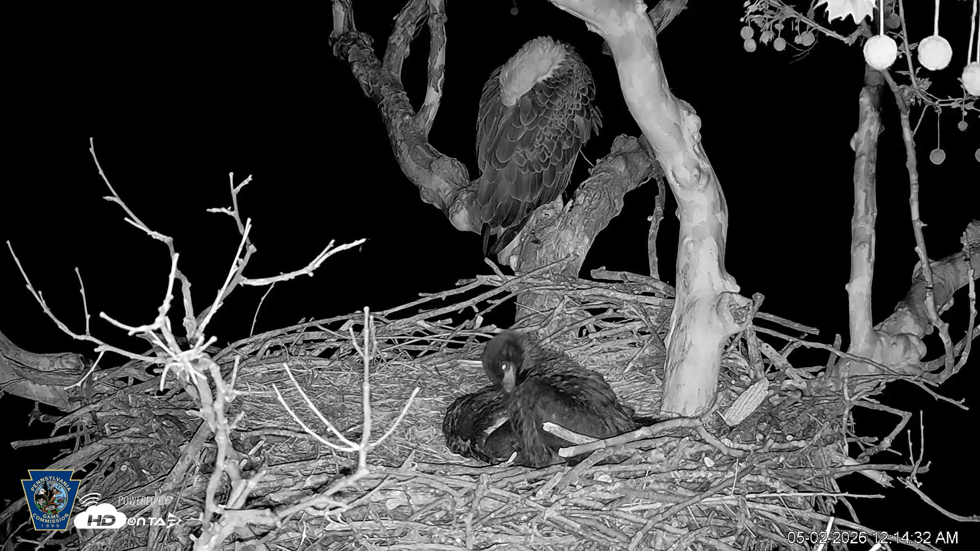 Snapshot of PA Farm Country Eagles Live Cams taken May 2, 2026, 12:15am EDT