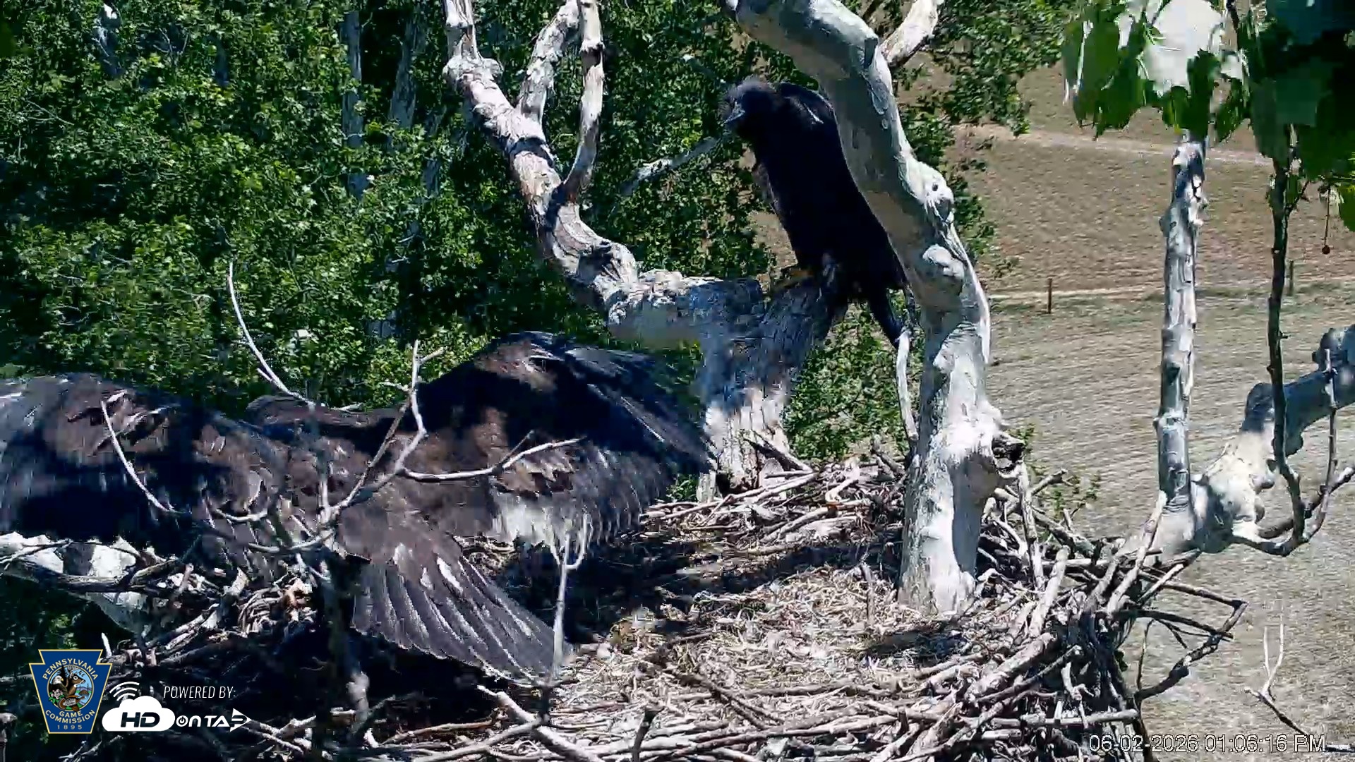 Snapshot of PA Farm Country Eagles Live Cams taken Jun 2, 2026, 1:07pm EDT