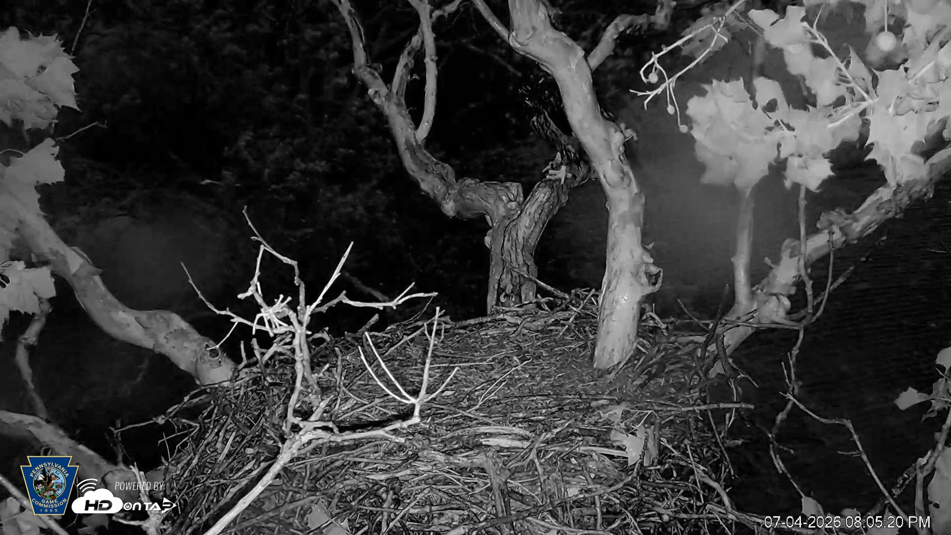 Snapshot of PA Farm Country Eagles Live Cams taken Jul 4, 2026, 8:06pm EDT
