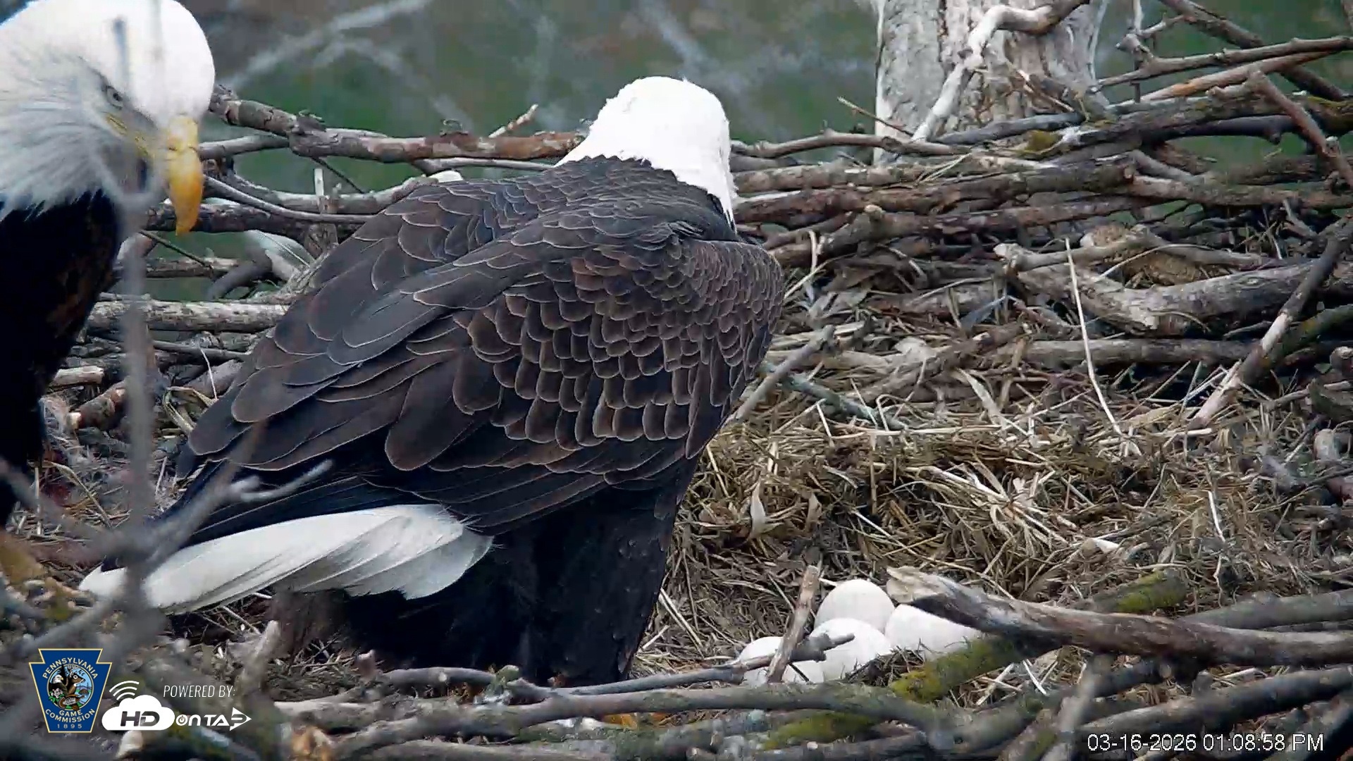 Snapshot of PA Farm Country Eagles Live Cams taken Mar 16, 2026, 1:09pm EDT