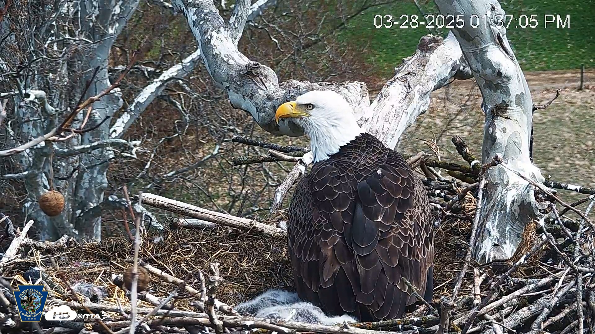 Snapshot of PA Farm Country Eagles Live Cams taken Mar 28, 2025, 1:37pm EDT