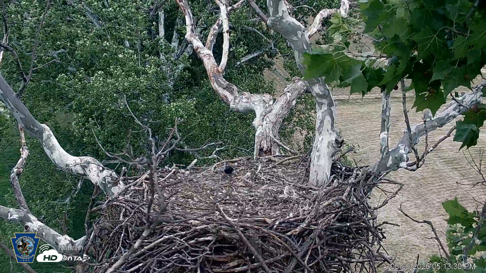Snapshot of PA Farm Country Eagles Live Cams taken Jun 6, 2026, 5:14pm EDT