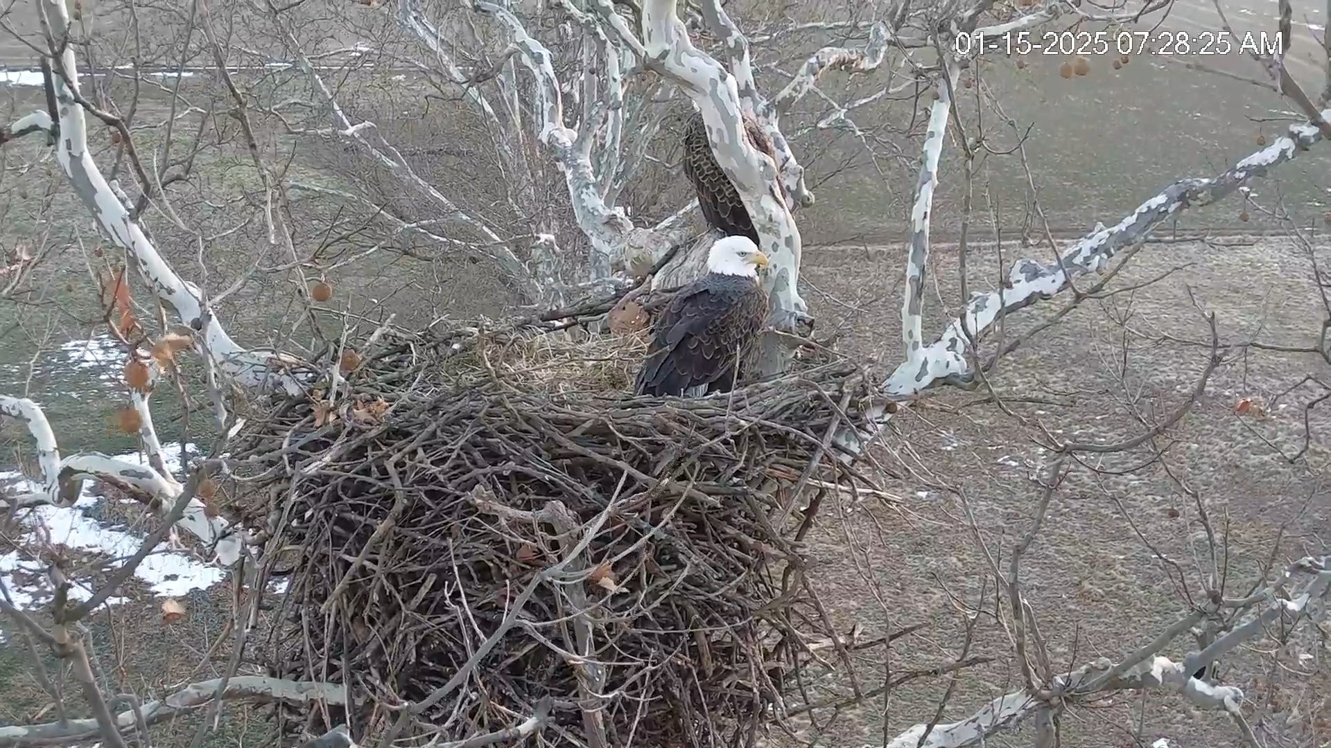 Snapshot of PA Farm Country Eagles Live Cams taken Jan 15, 2025, 7:29am EST