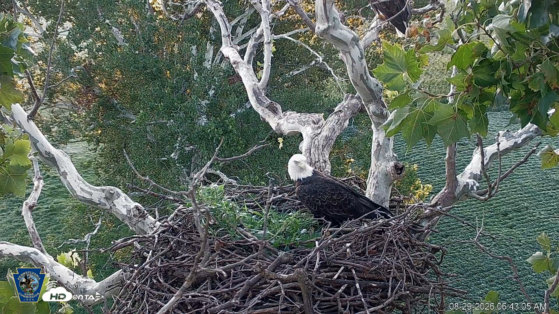 Snapshot of PA Farm Country Eagles Live Cams taken Aug 29, 2026, 6:44am EDT