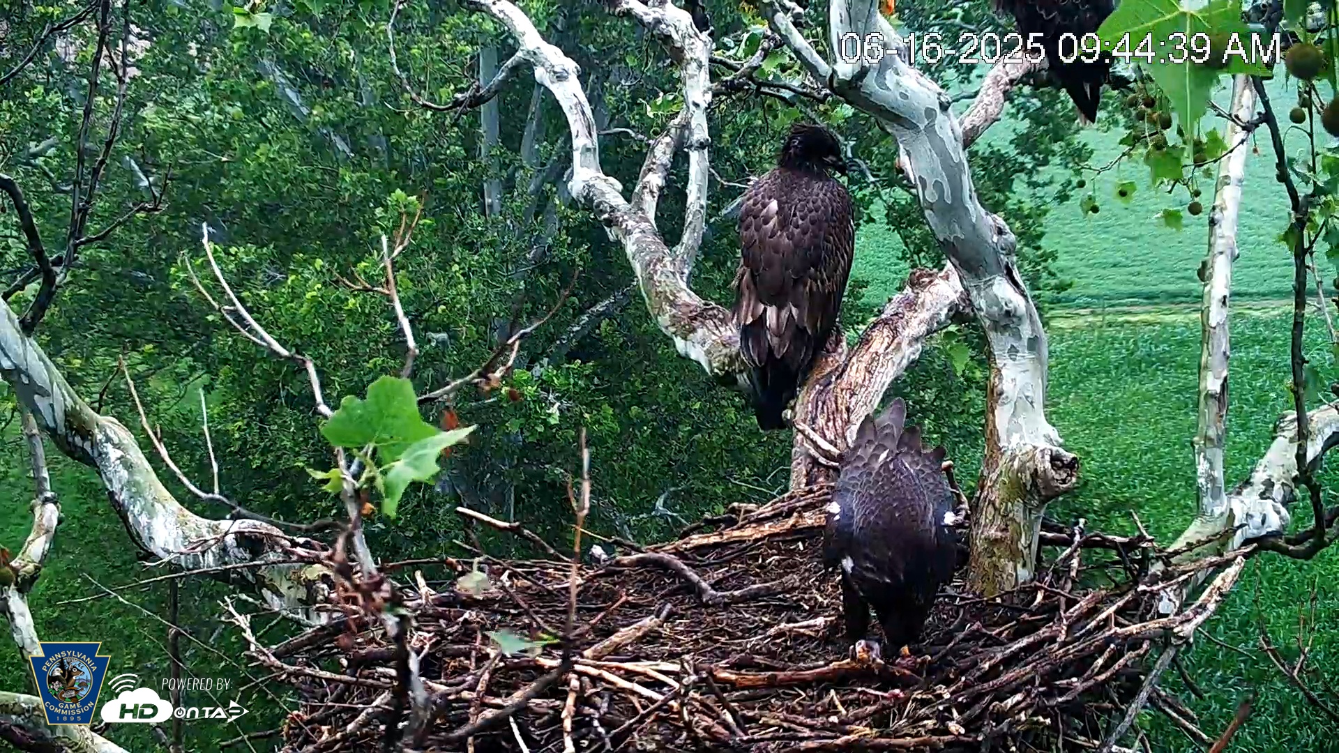 Snapshot of PA Farm Country Eagles Live Cams taken Jun 16, 2025, 9:45am EDT