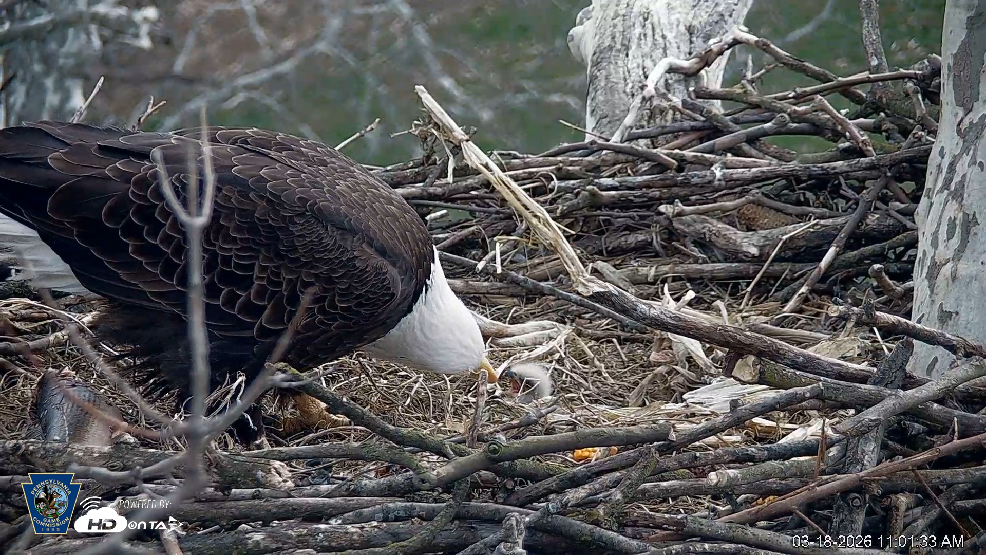 Snapshot of PA Farm Country Eagles Live Cams taken Mar 18, 2026, 11:02am EDT