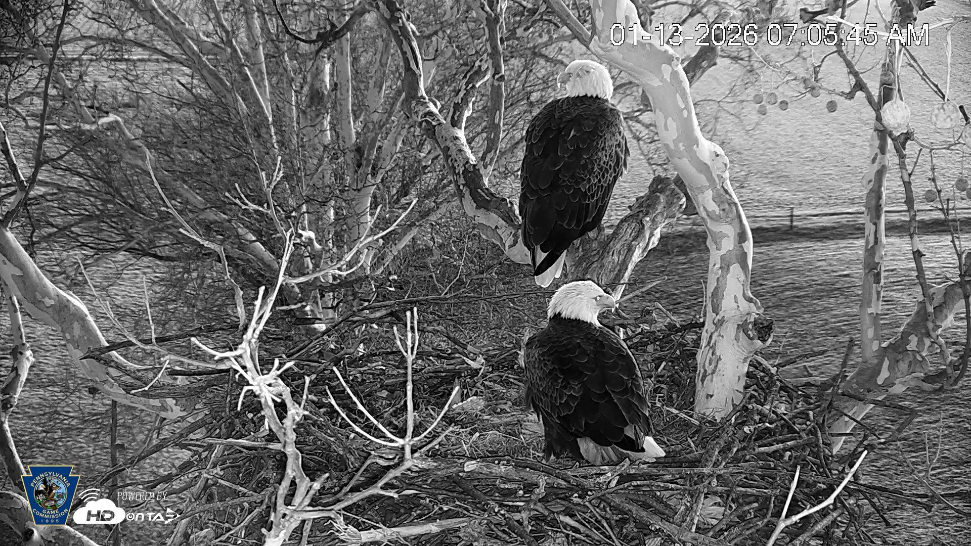 Snapshot of PA Farm Country Eagles Live Cams taken Jan 13, 2026, 7:06am EST
