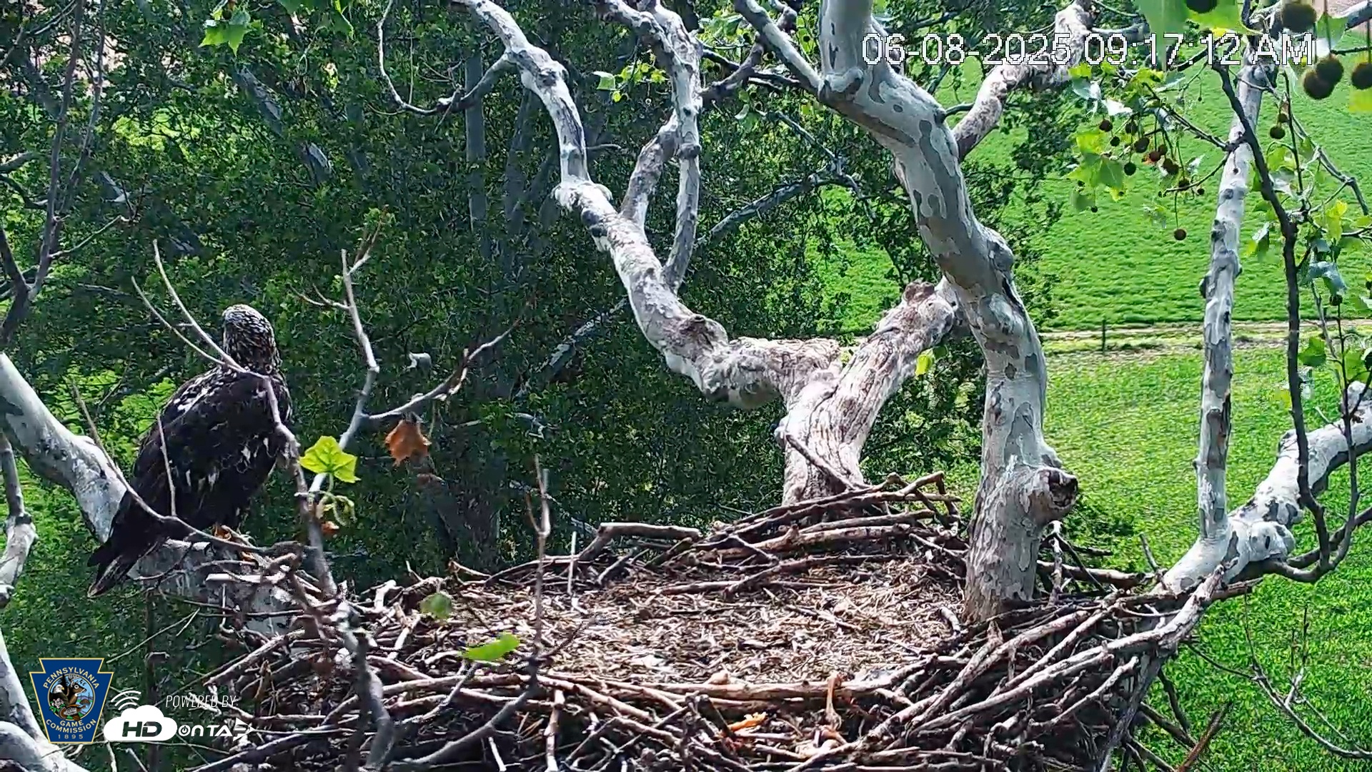 Snapshot of PA Farm Country Eagles Live Cams taken Jun 8, 2025, 9:18am EDT