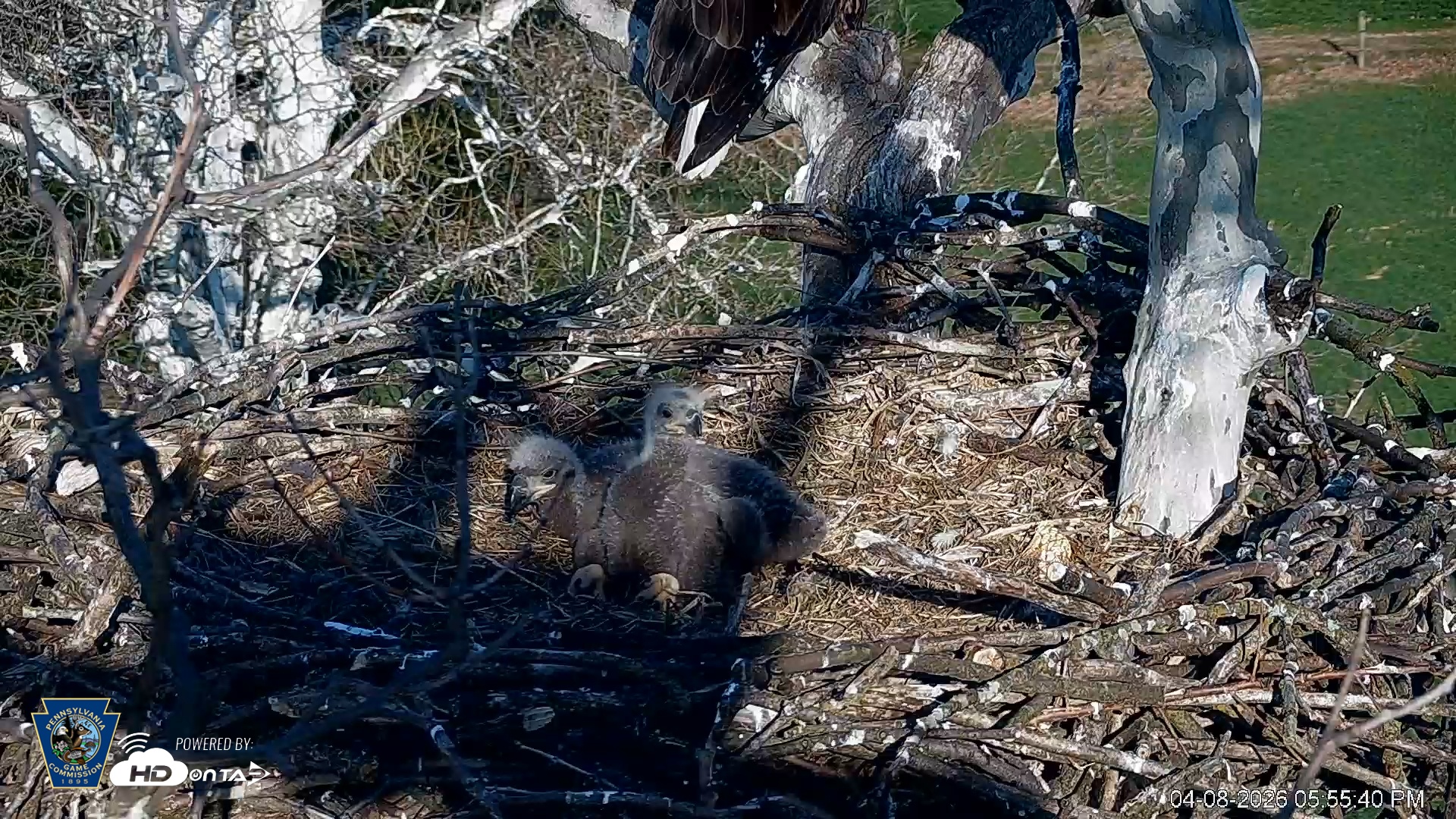 Snapshot of PA Farm Country Eagles Live Cams taken Apr 8, 2026, 5:56pm EDT